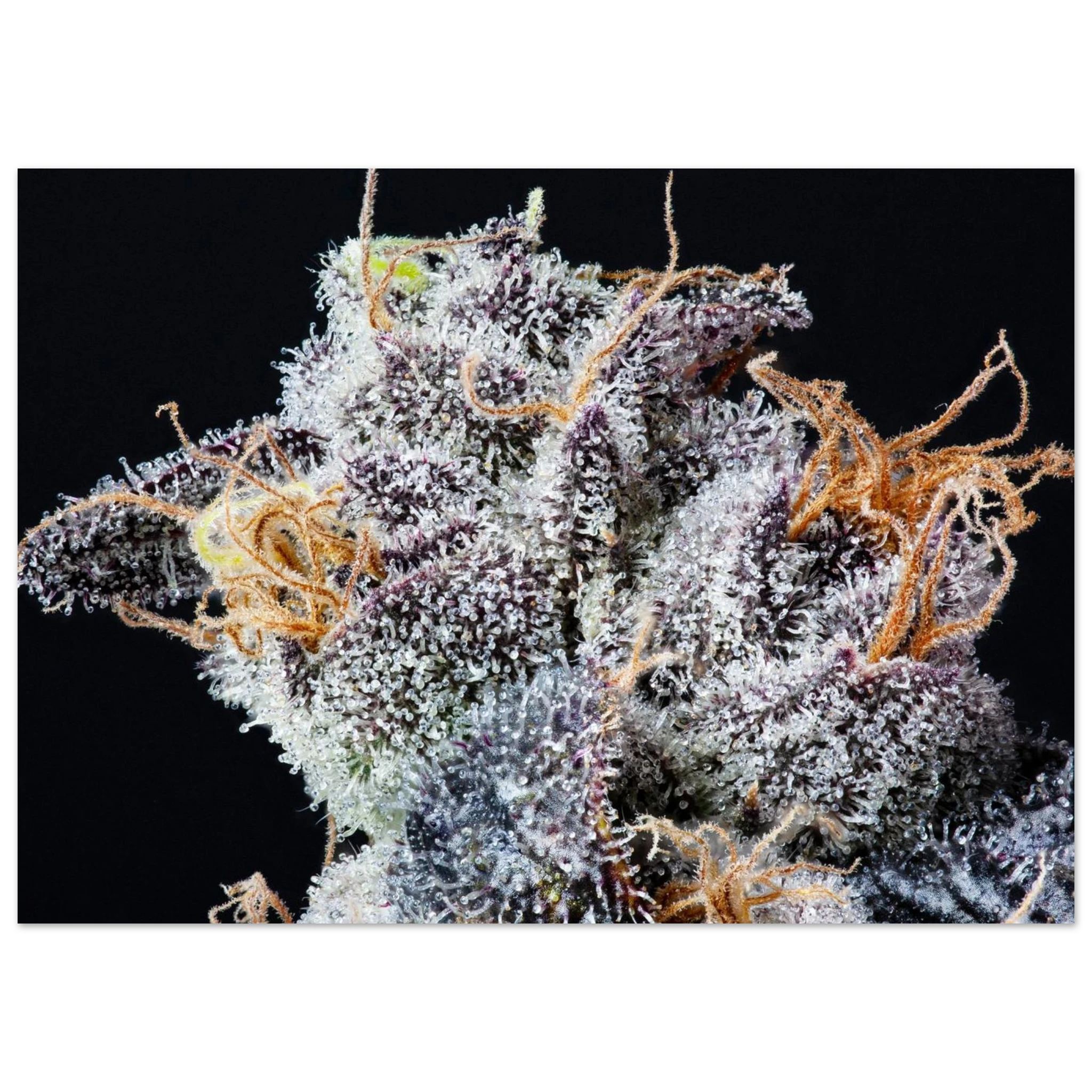 00d8d4e9-bd0d-406a-92ee-76b8f85a95ec