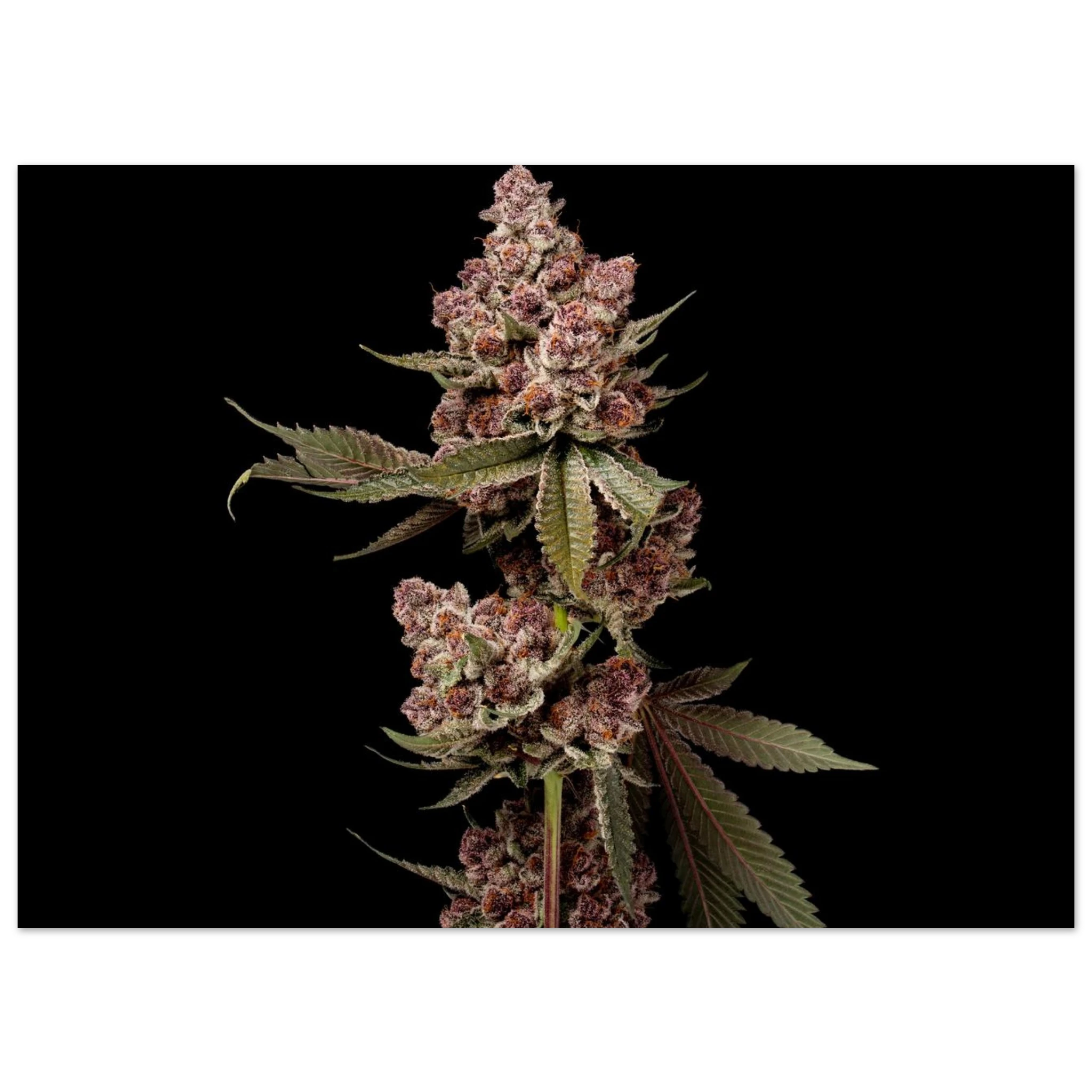 06417f76-b03e-473c-8430-cddd542a6e4f