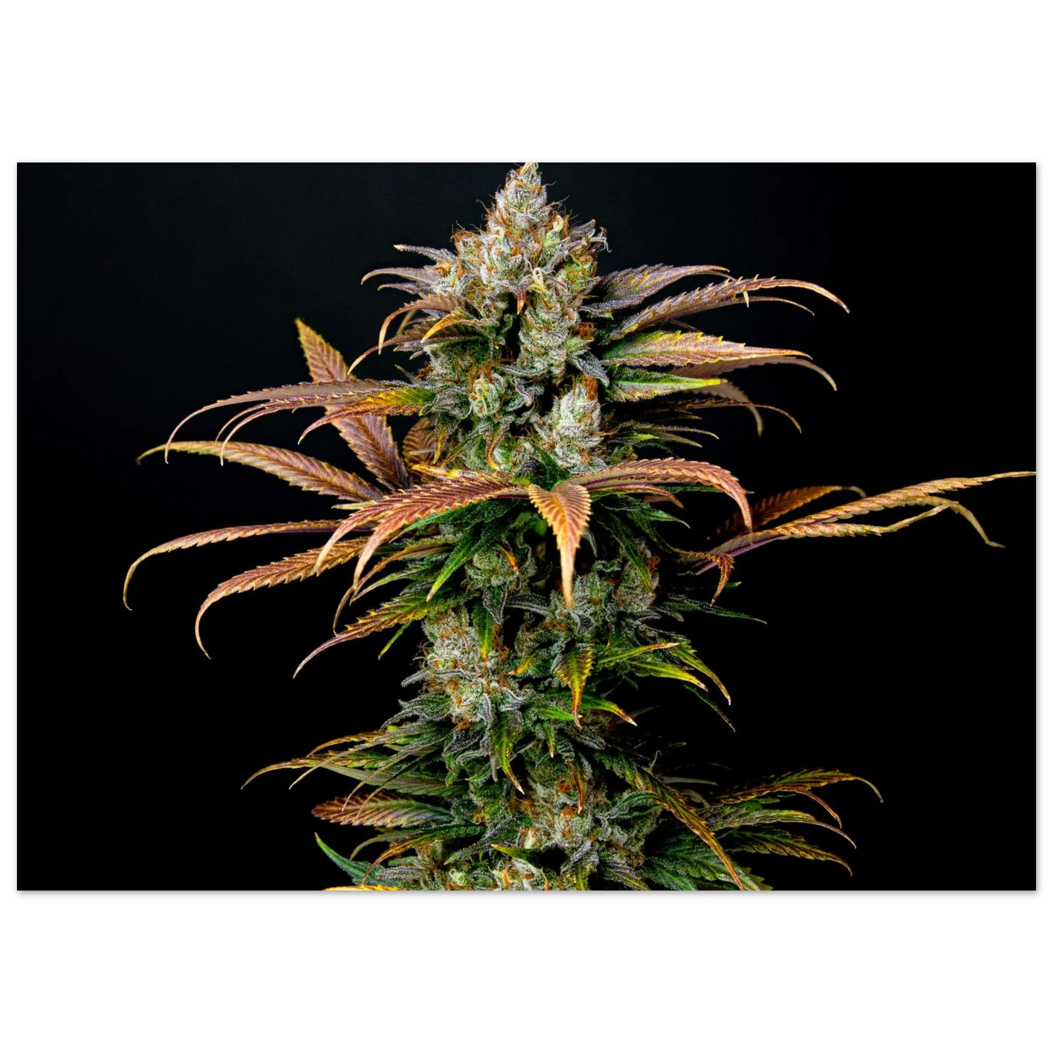 0891503d-fbba-46de-8276-d531bae258cb