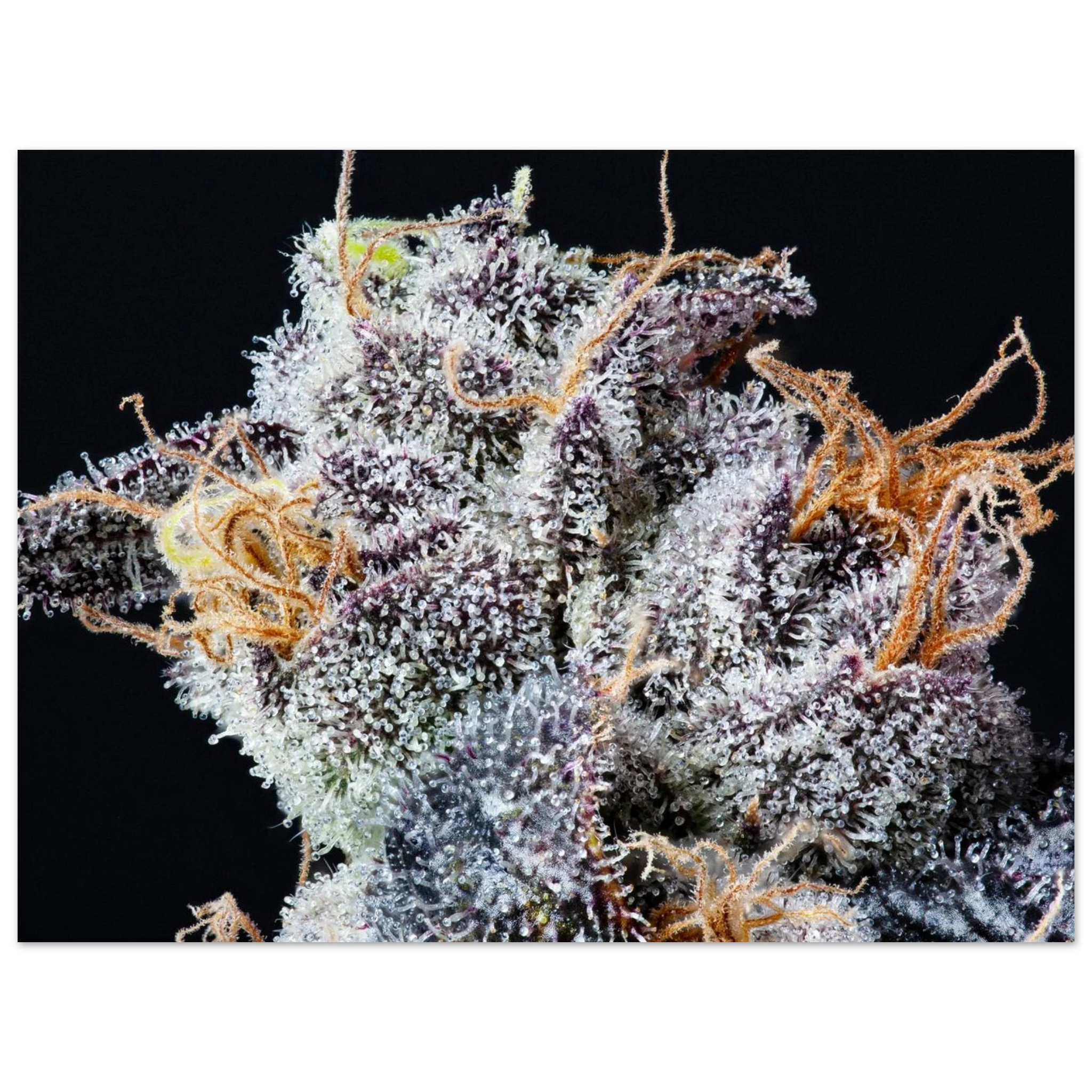 09f7a989-559d-44f5-8f75-bd35c593d084