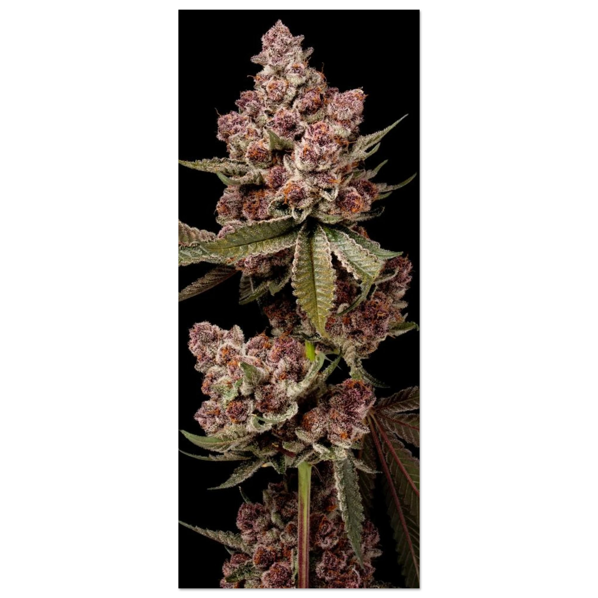 0ae9c60e-8254-43ec-9c42-b09f627bf45a