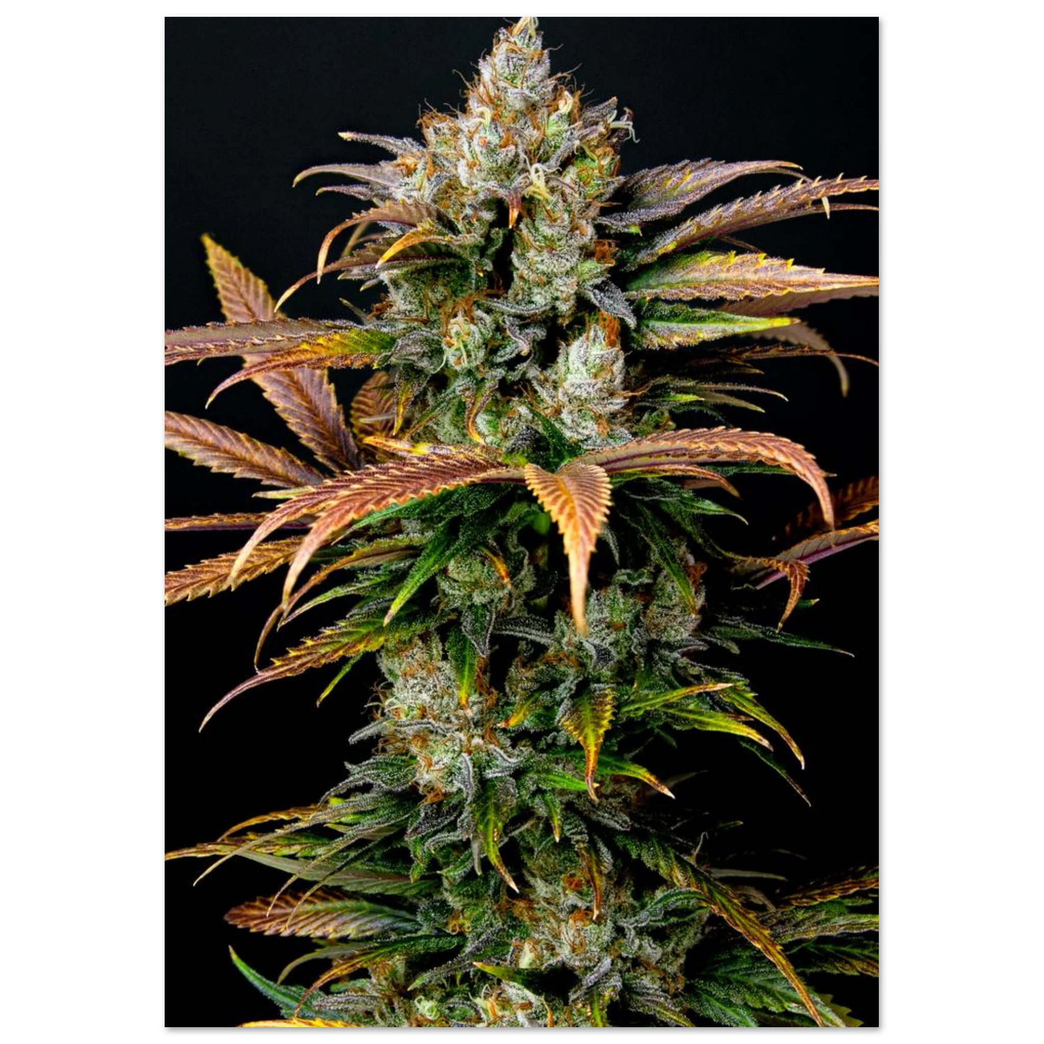 0f71b424-5744-466d-b07e-c70abe54fa9e