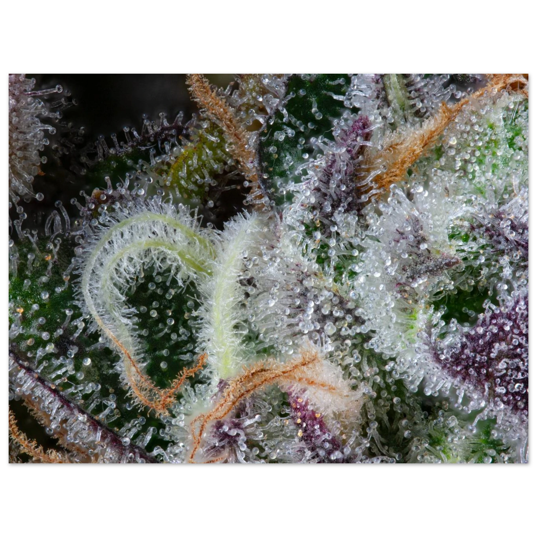 1004f37c-3d7b-4596-954e-7c5e8dd3d740