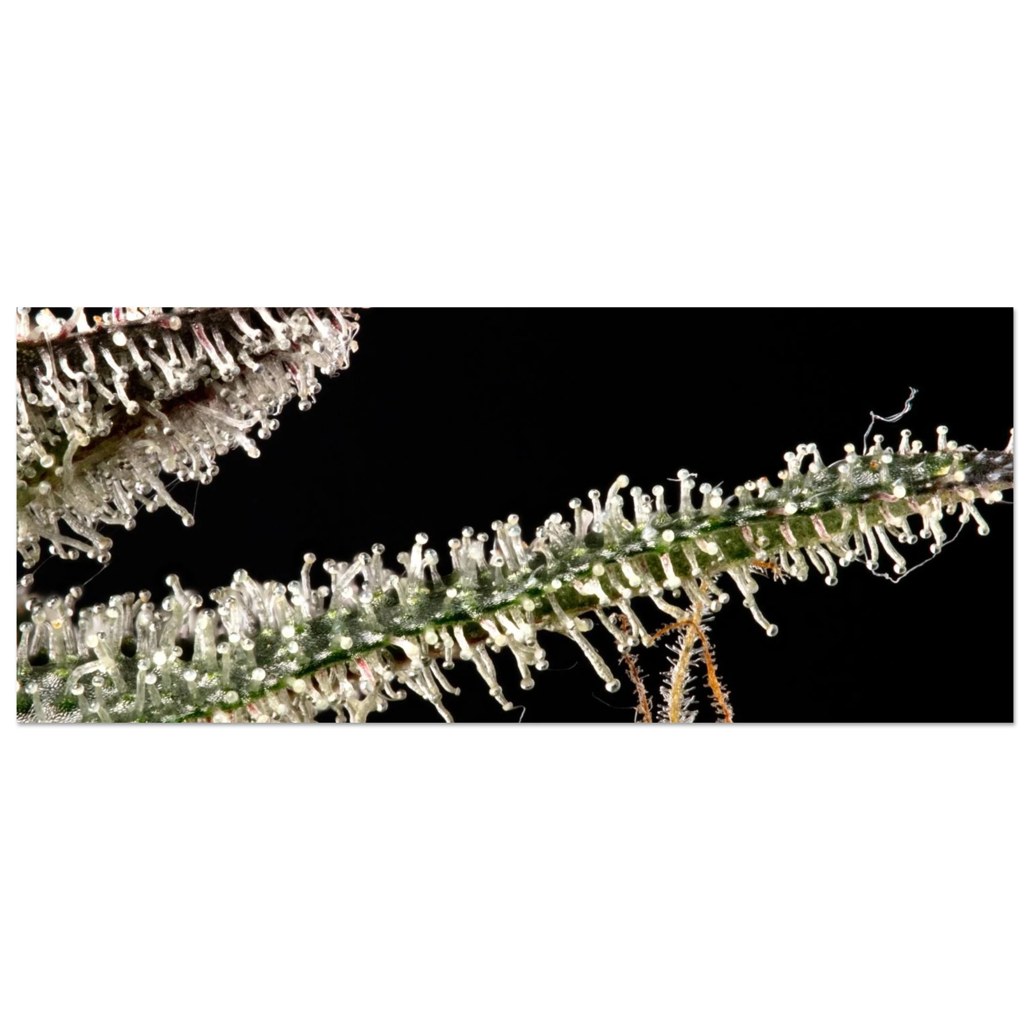 10457388-6646-4b63-a3c0-c07c12b43462