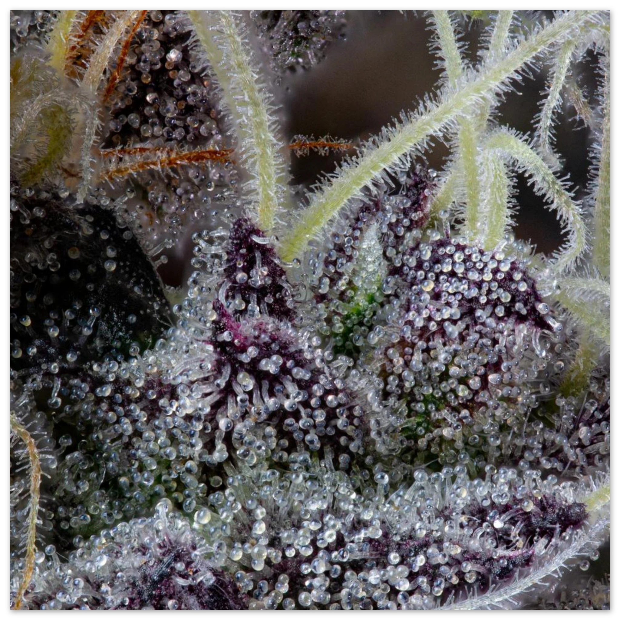 1203b2e4-dafa-4d0e-8dbf-6e3a6a31b5e5