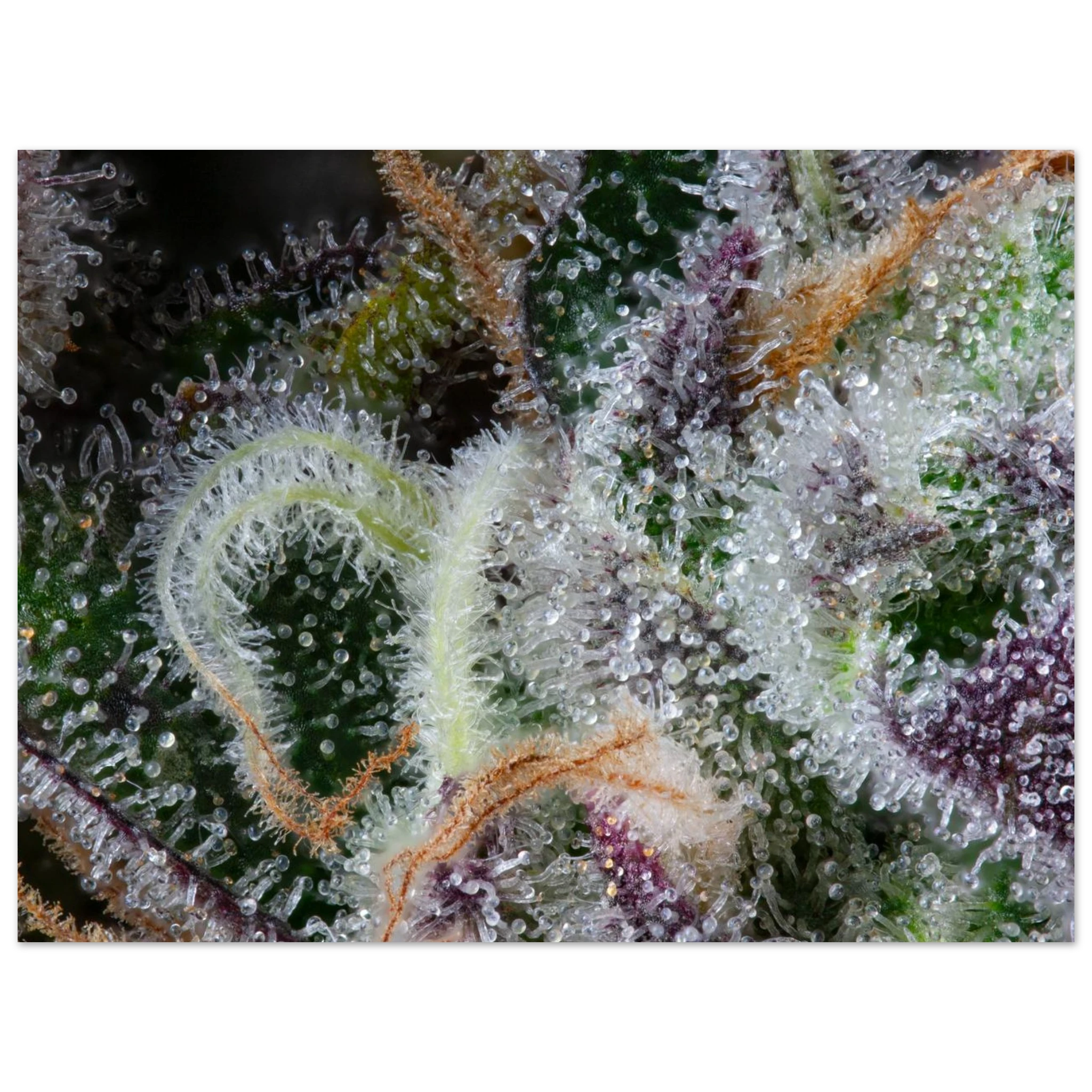 14863a5c-3a28-4e6d-9ef6-3f53a06332b1