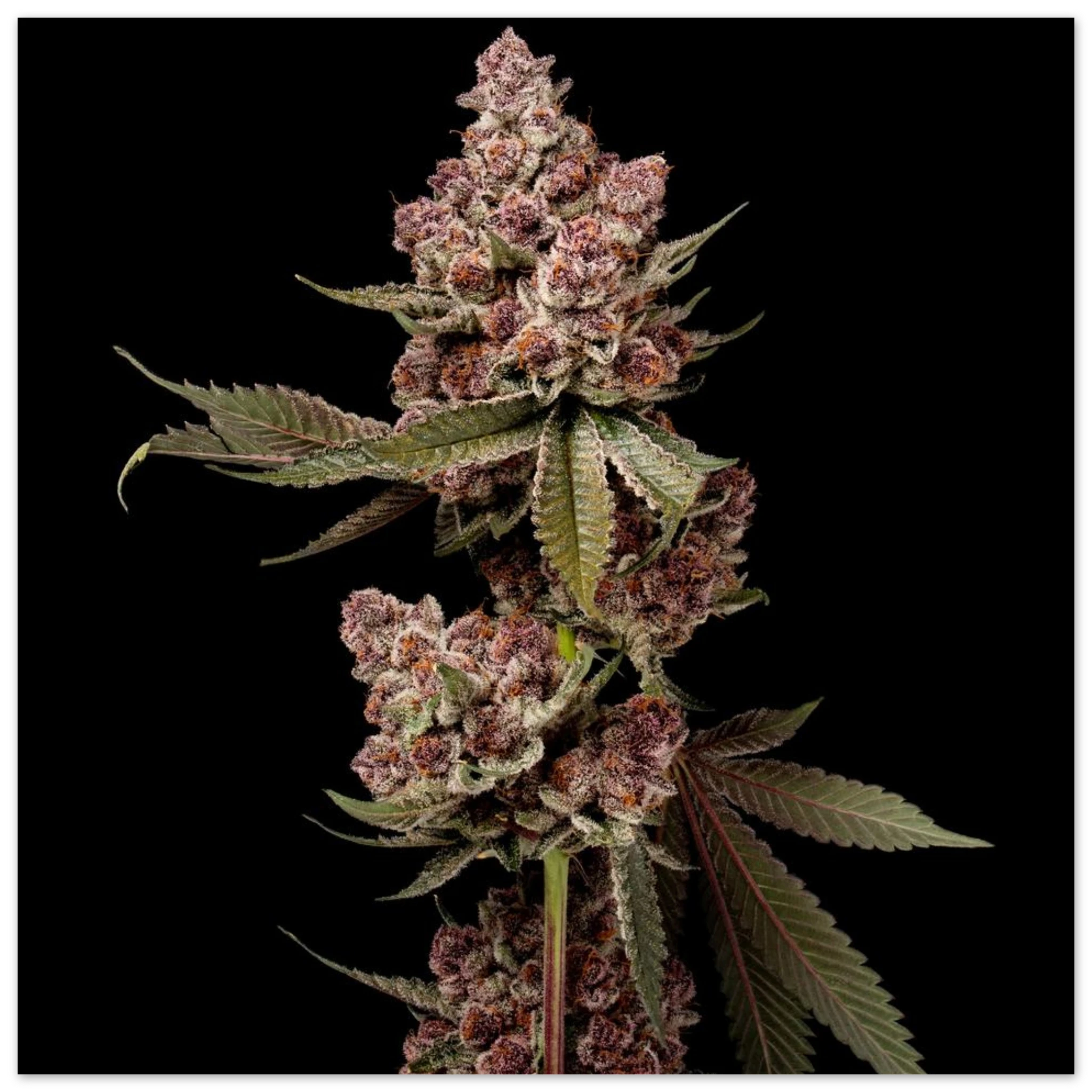 1561174f-7441-43b4-8c1d-32b9a3cc87b3