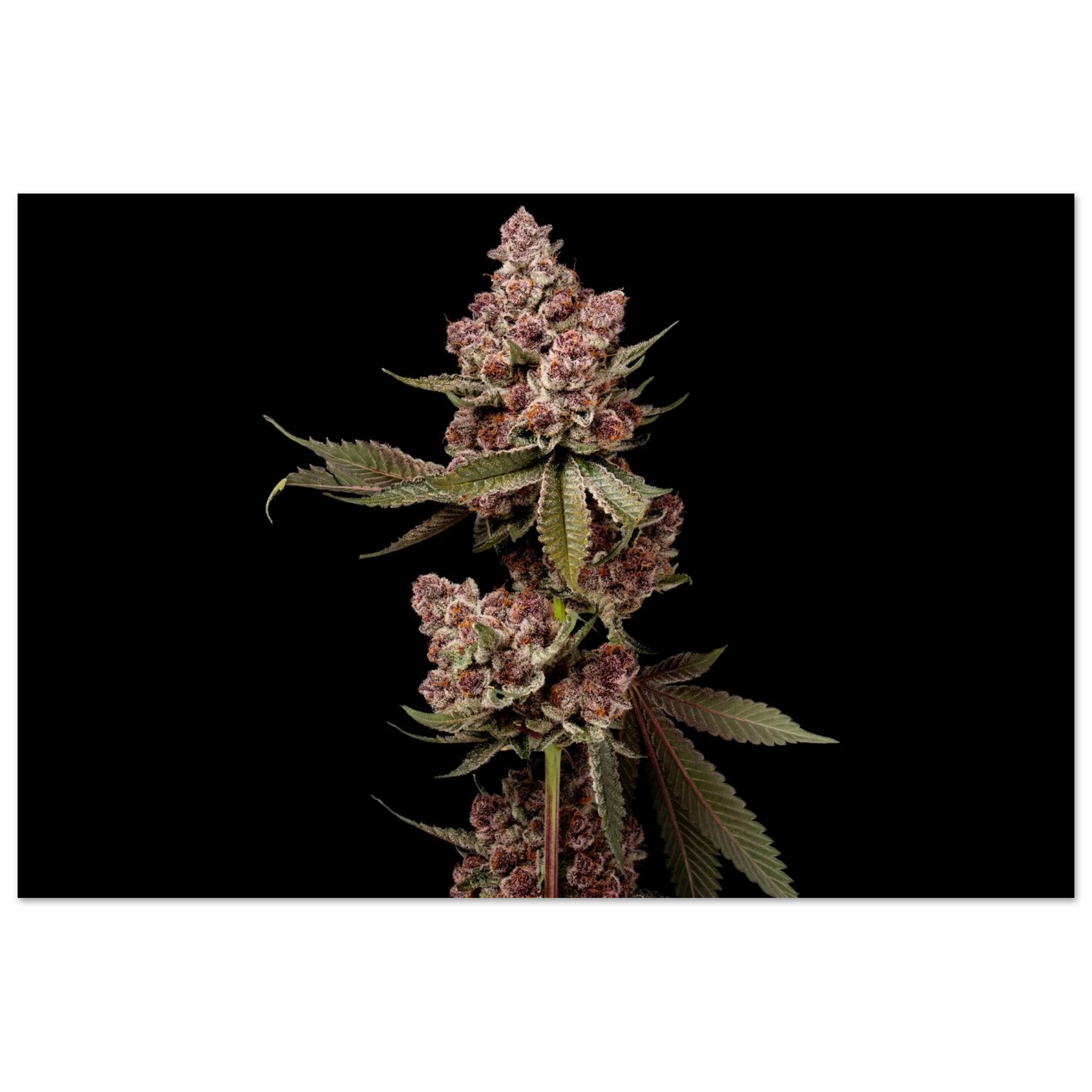 1672c1f7-1dfe-4285-9e13-7df65eb5ea91