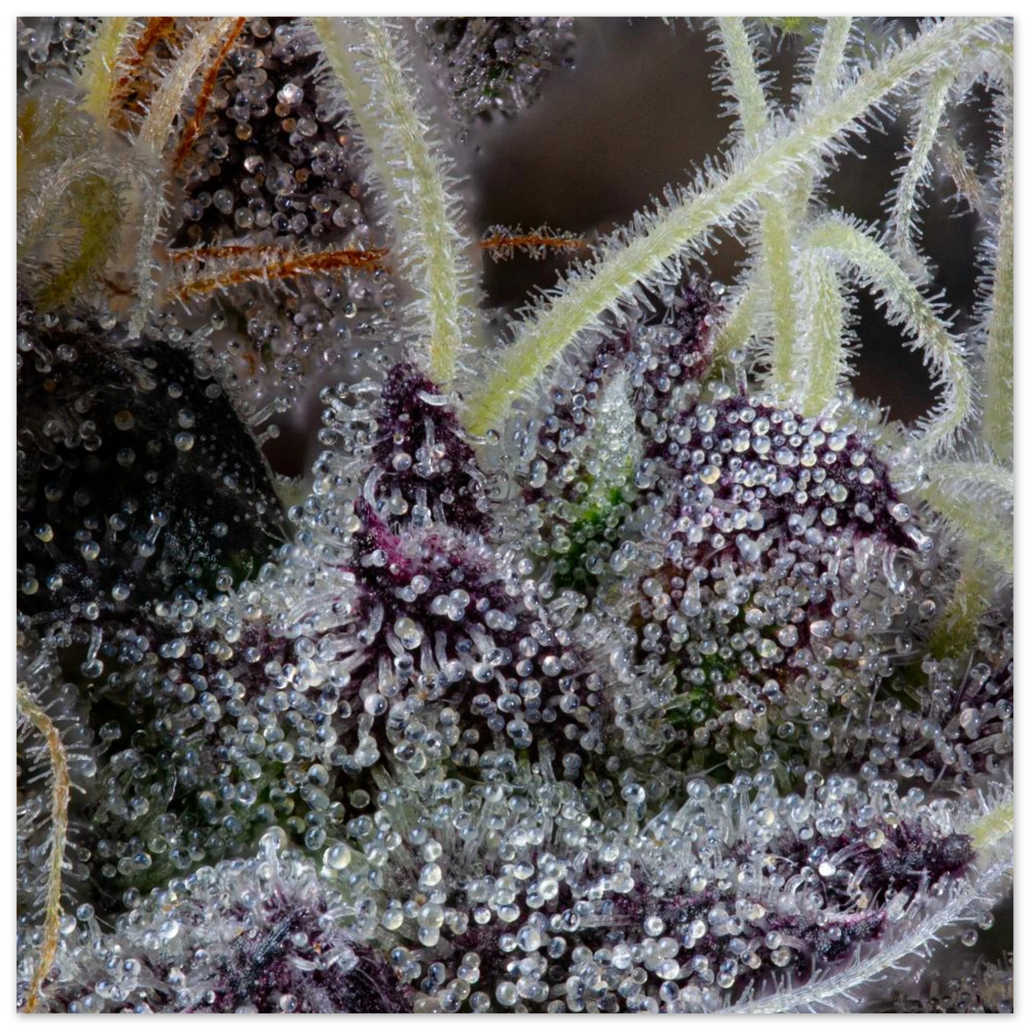 178ae484-a717-4378-837d-815c7c5a41fe