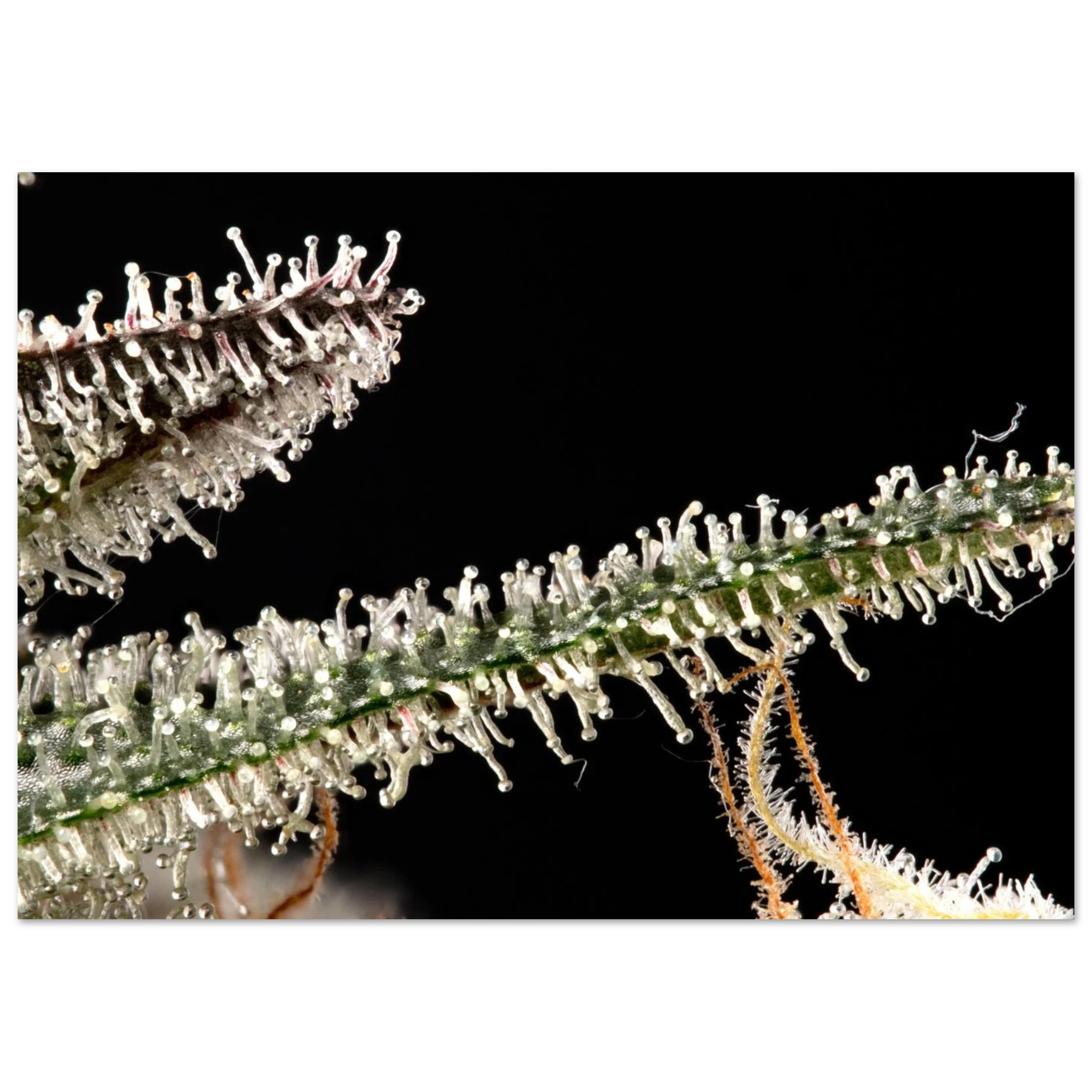 185a7ca0-6409-42e6-9a00-d2c76edcab36