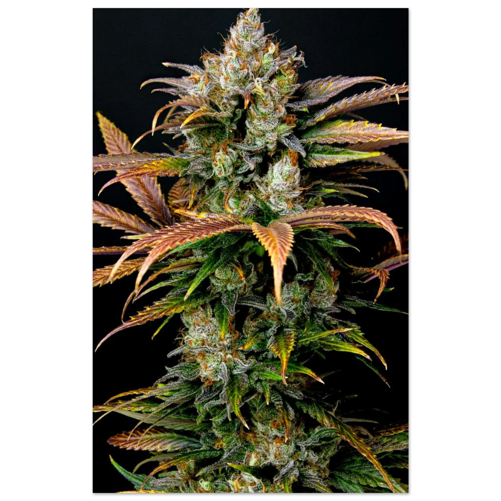 18b8f889-8ede-404c-ae2e-9f2cdece6699