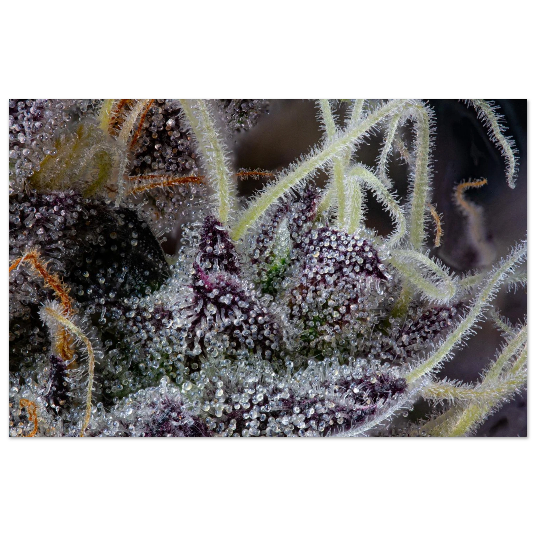 19a40847-53b5-4a44-876f-437ba0d676bd