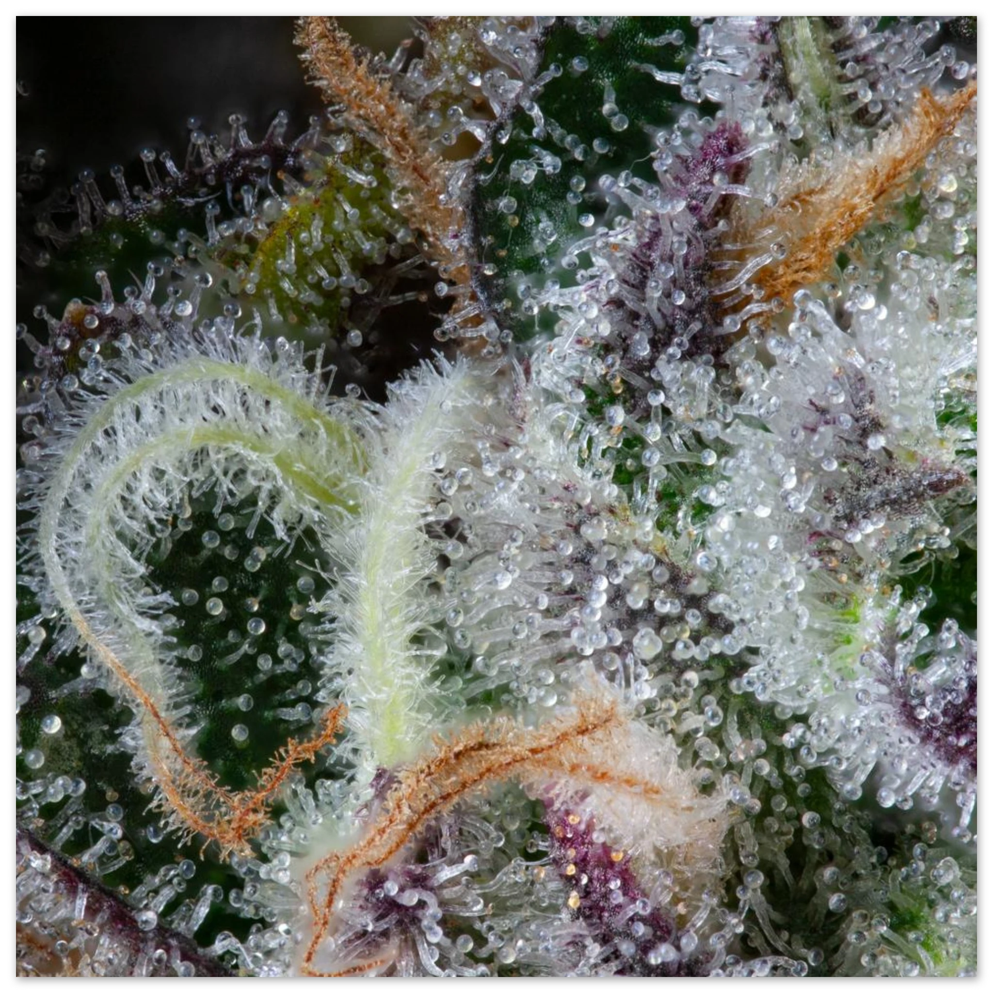 1a3350f5-6914-48ac-be8a-77ec9aa770b3