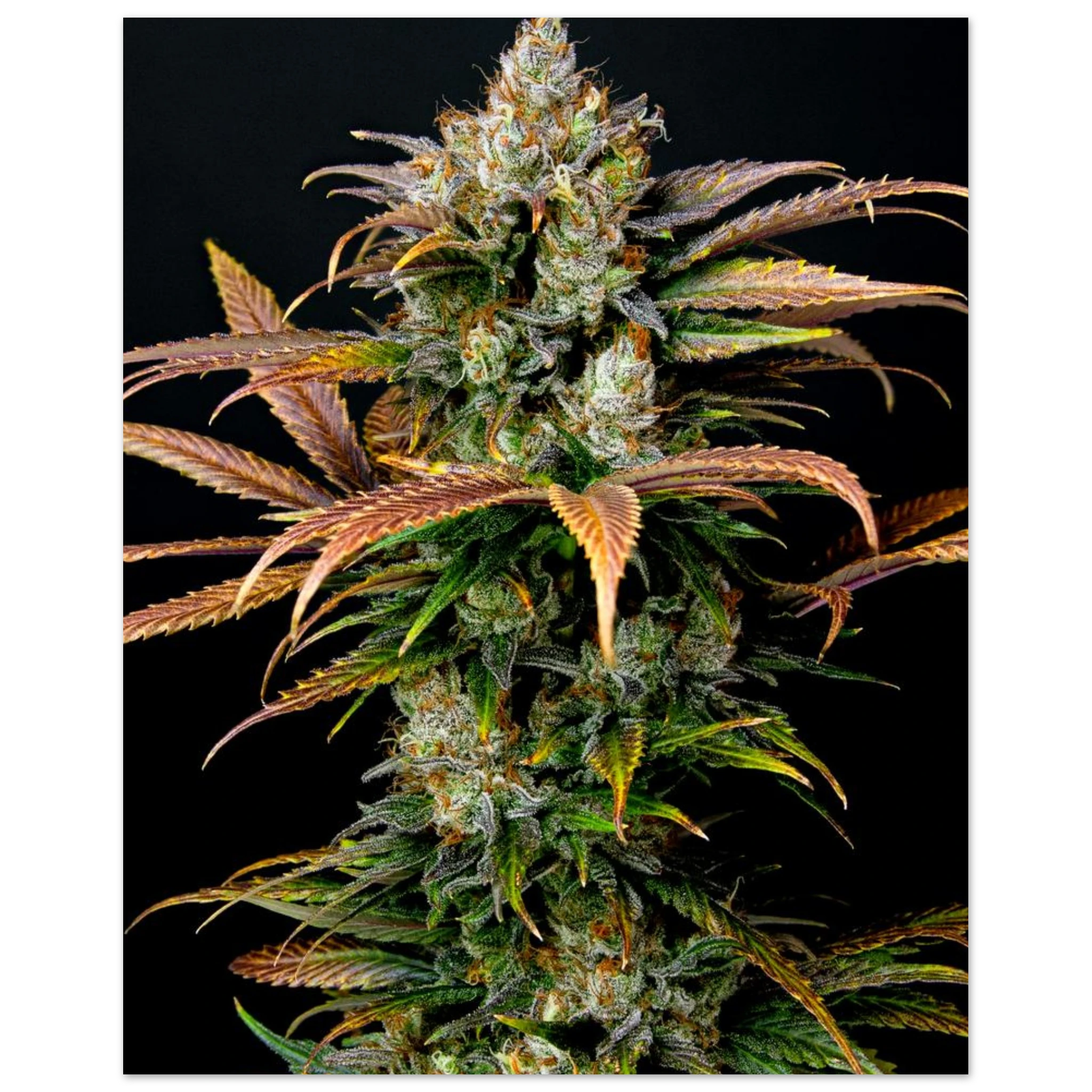 1cb7e539-6af1-49ac-9031-6b63b05ff49a