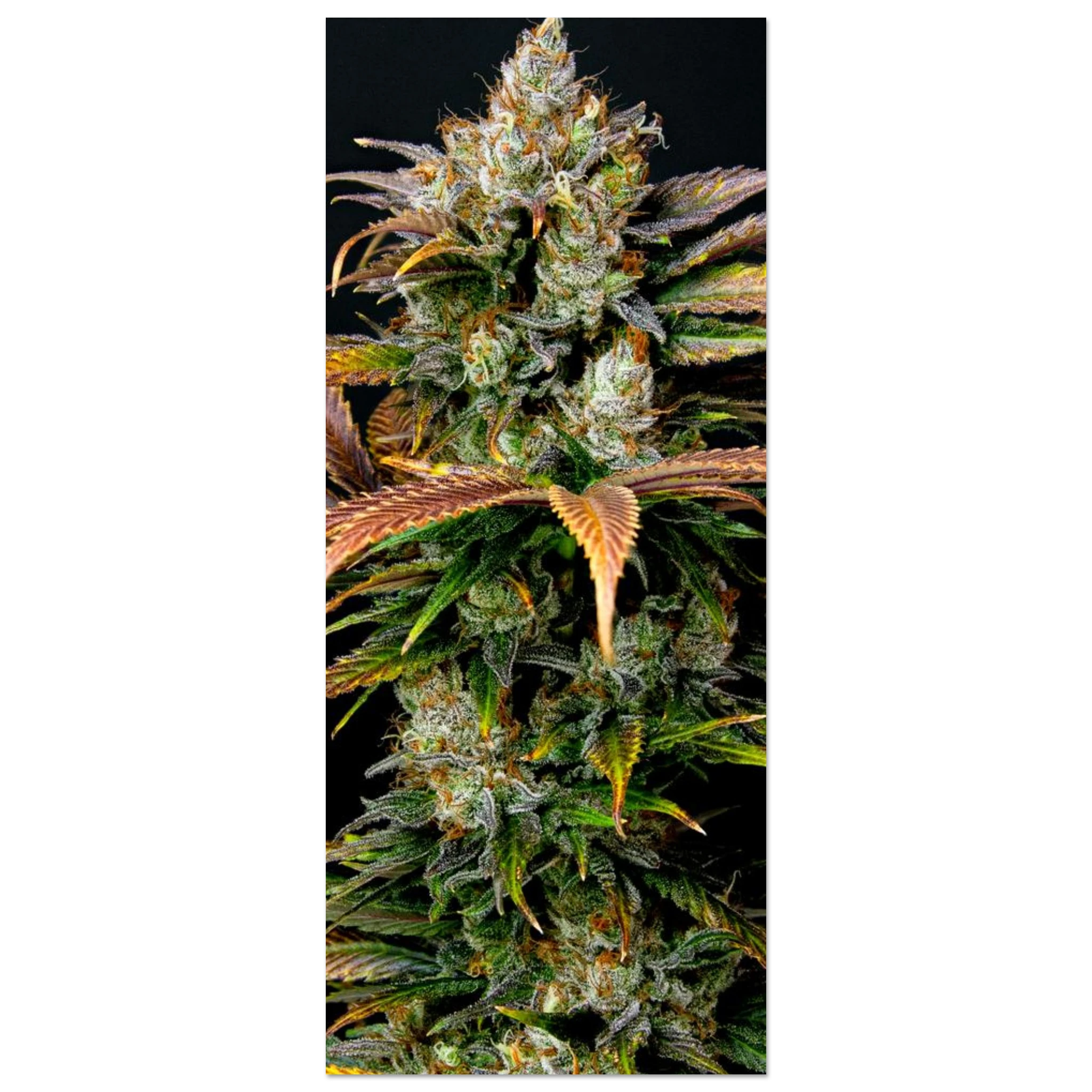 1cdb54a5-4856-4395-86c2-9bba5e4909b6