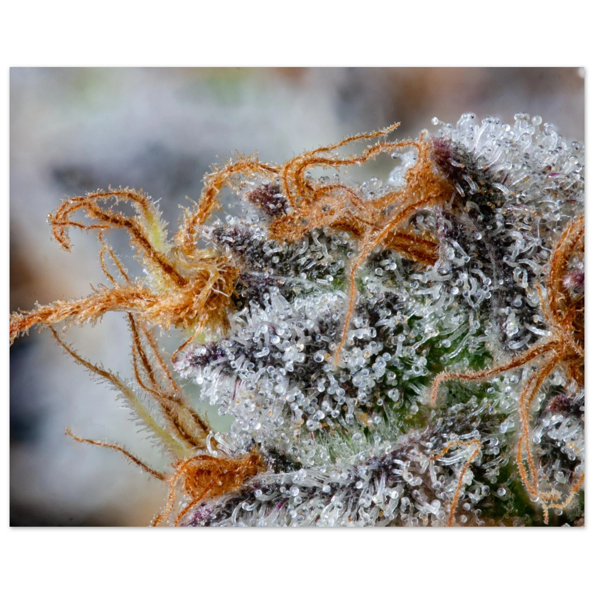 1f9b4289-a70e-487d-be34-55cb9d236495