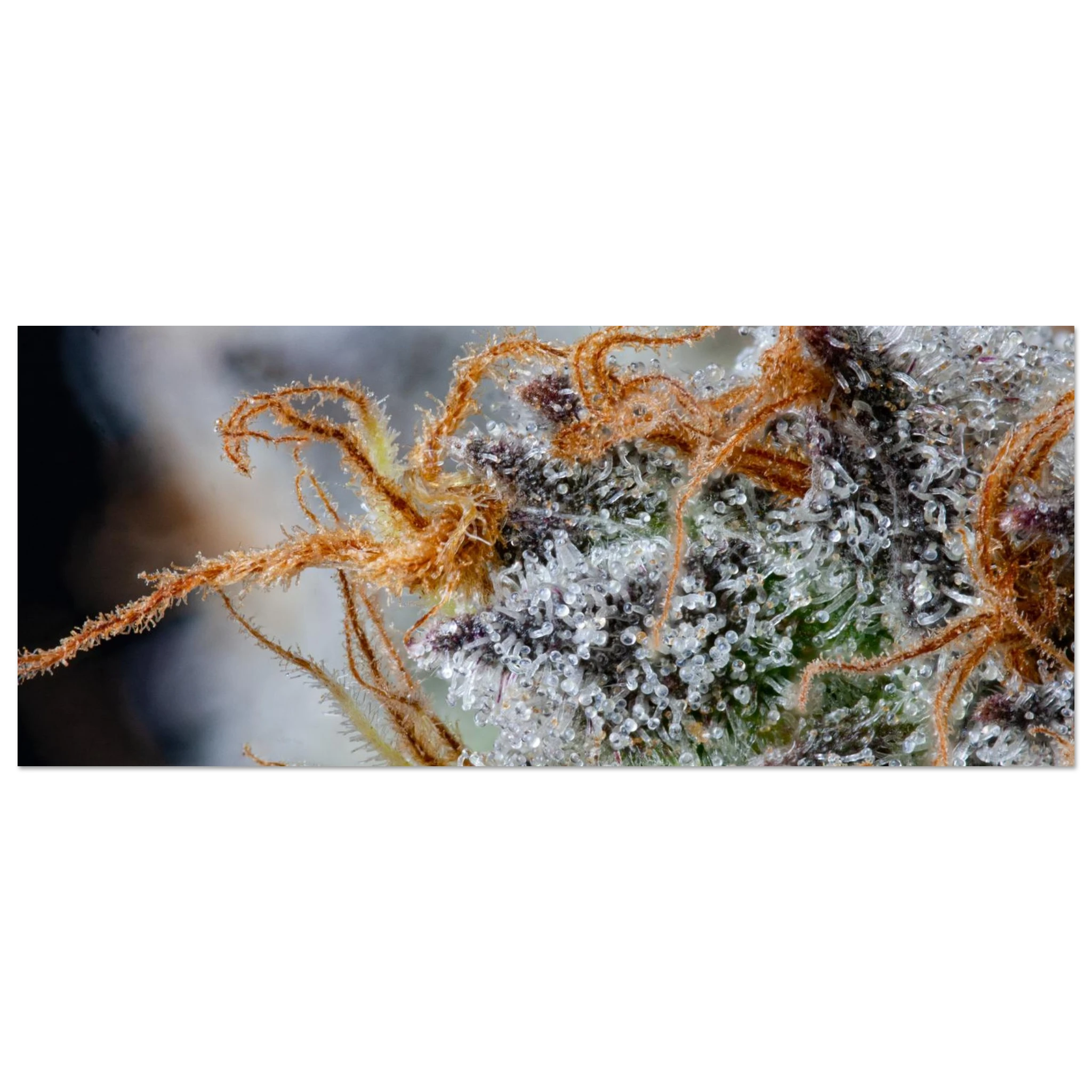 226de75d-6008-4edb-8c44-5e46305c809c