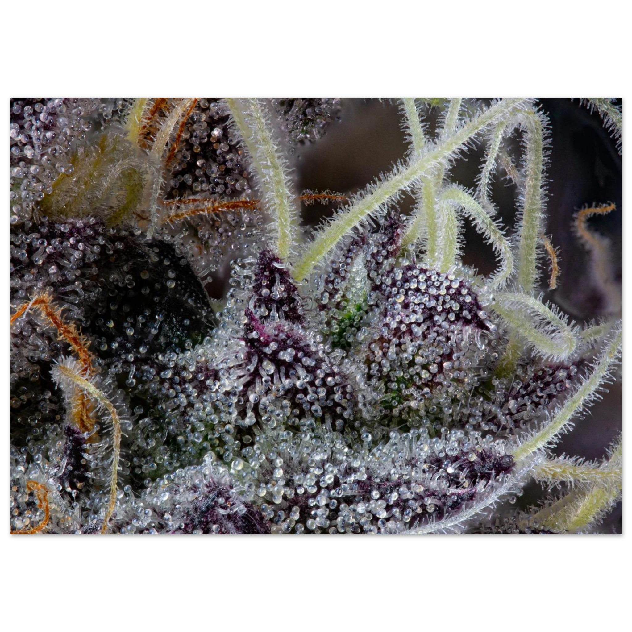 2278aa91-bb4c-4e25-a973-ed0f927d9d78