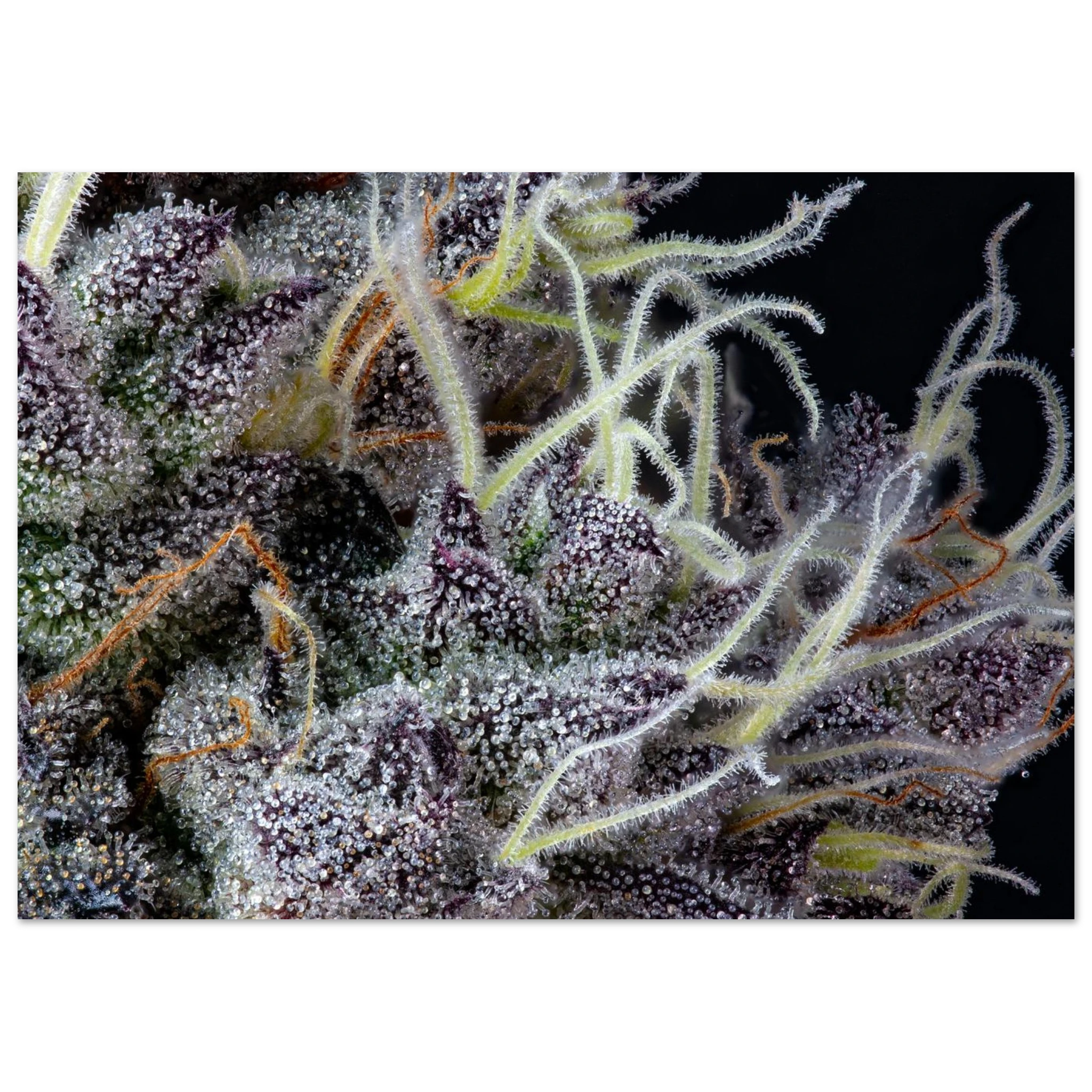 256766e9-a253-4b44-a9d4-b637d91fef70