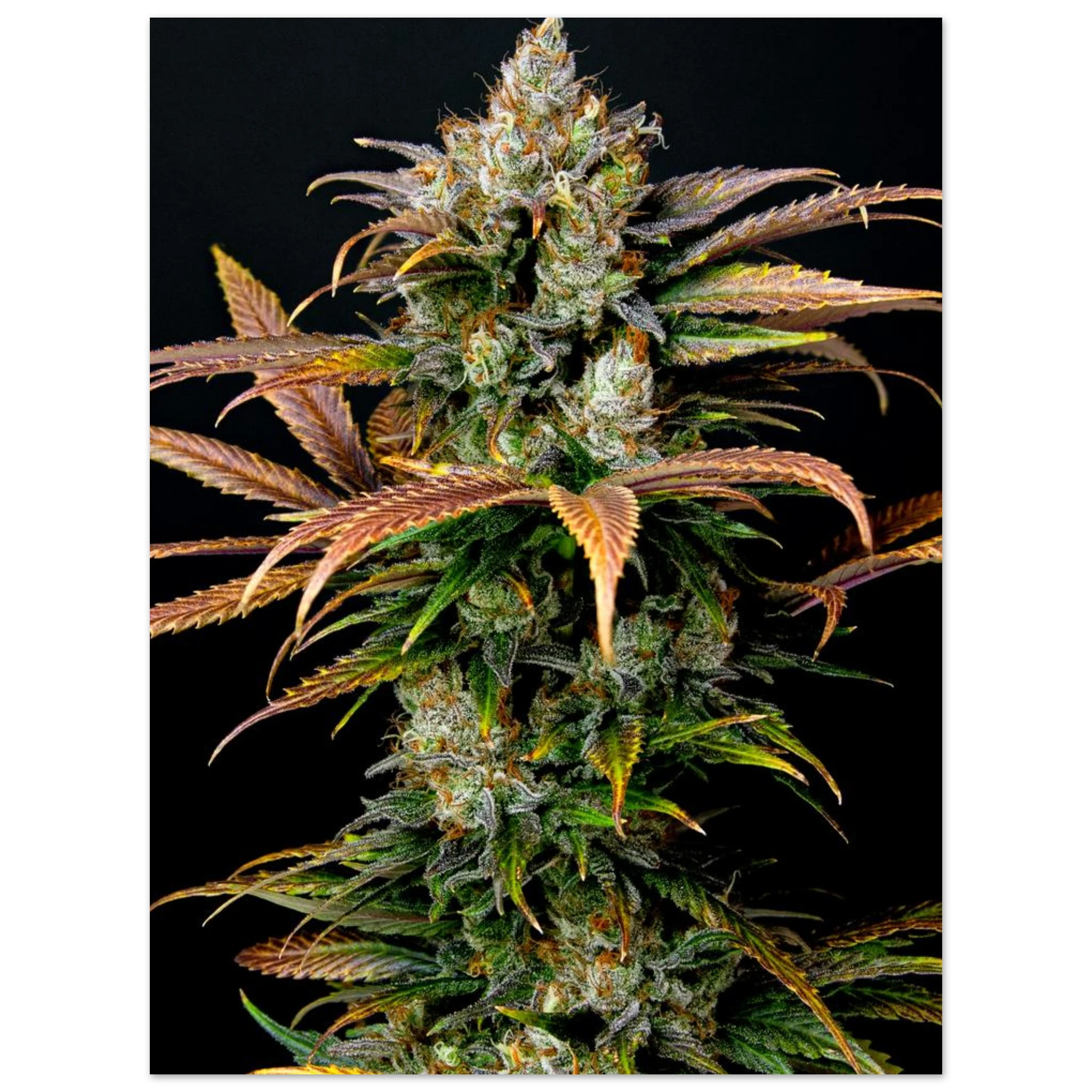 263c7e68-754c-4dc4-9cf2-2459d8079ebf