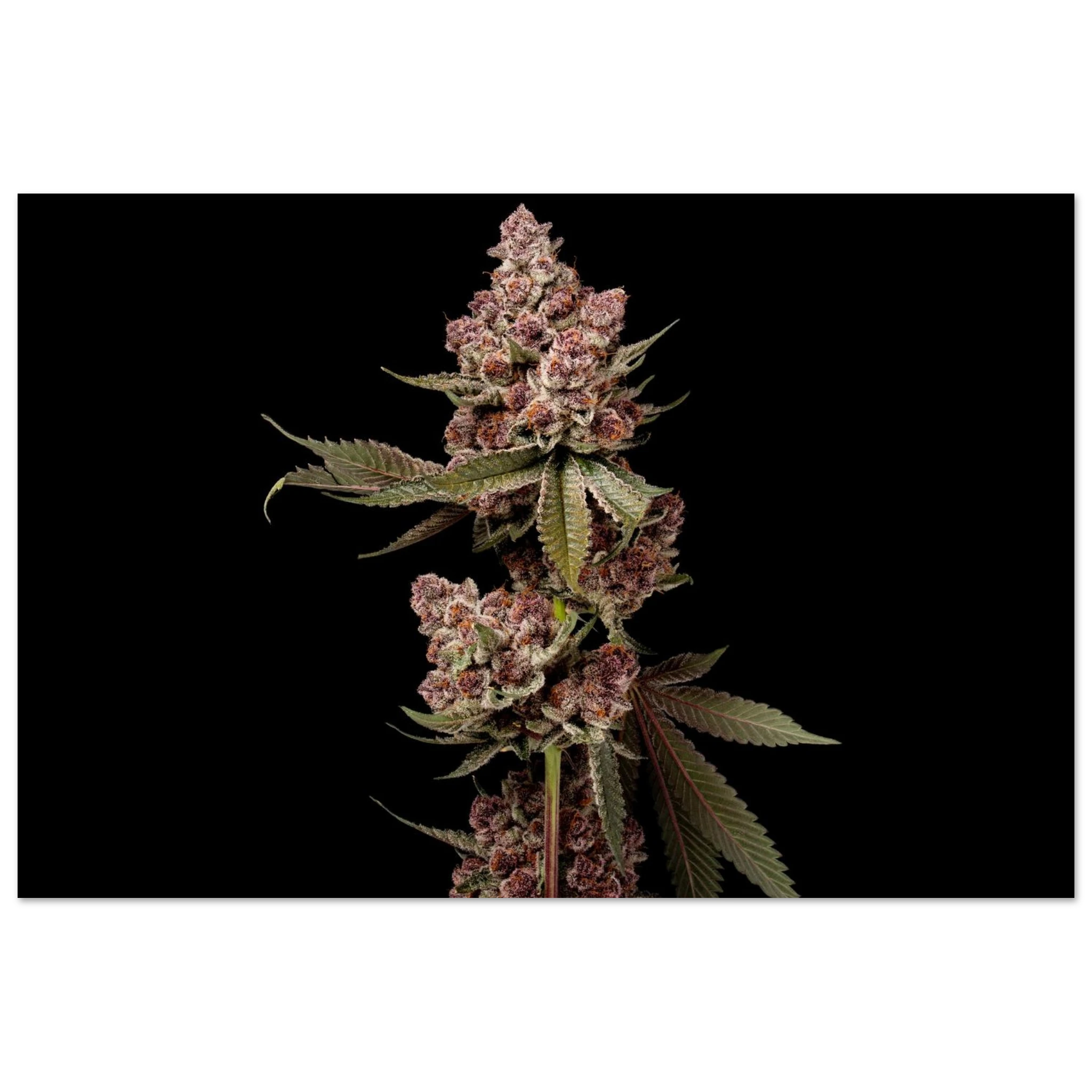 2a07e1b0-bbb1-43fe-9e6e-904697970942