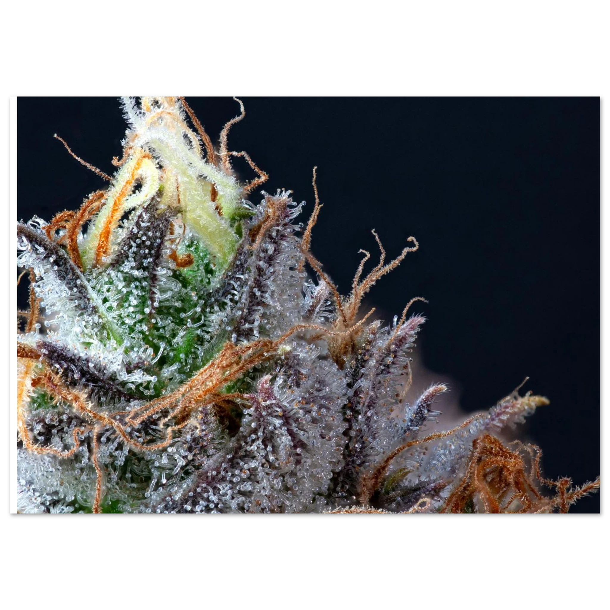 2bbbbe33-ba18-40ba-b5f0-38bf8714e215