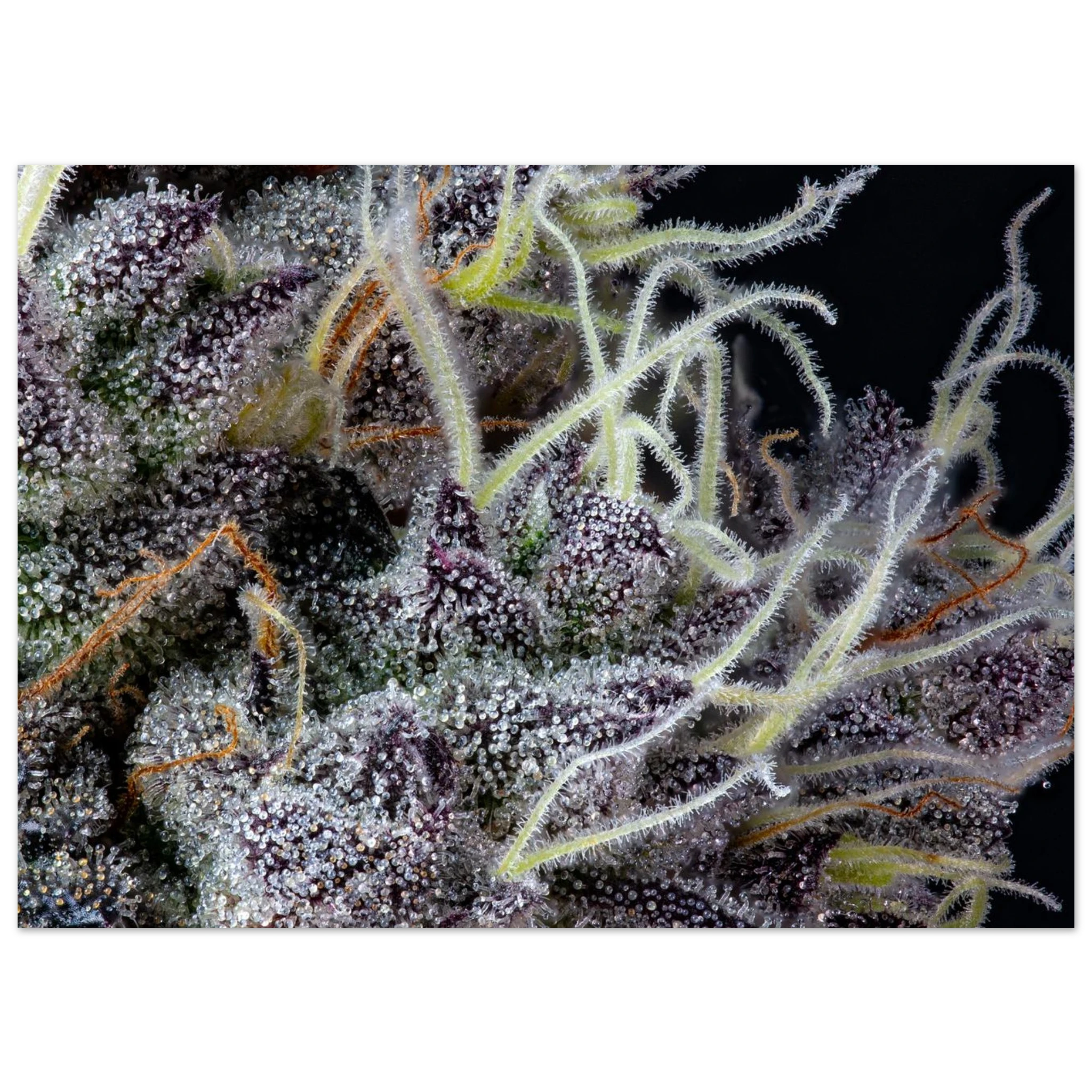 2cccec51-0e8d-4846-b341-9dfd1445d9b8