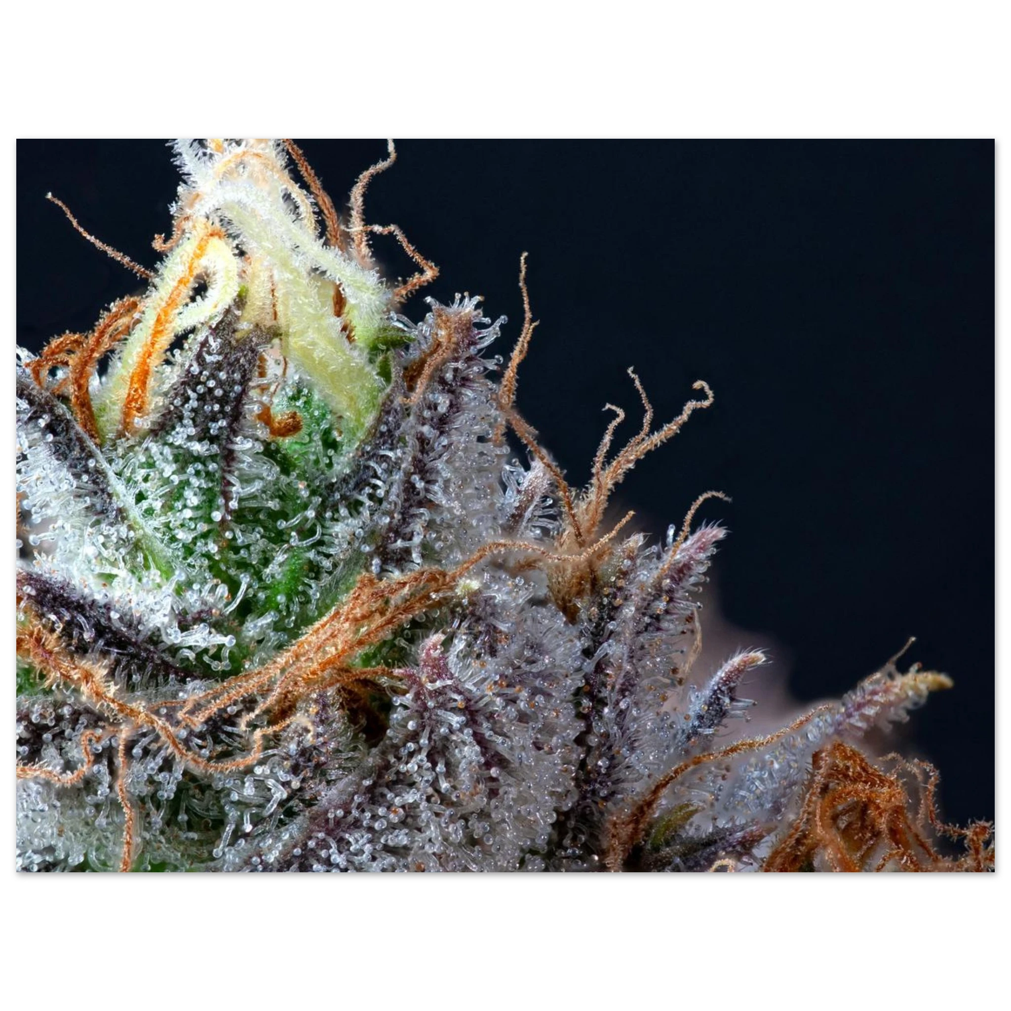 2e566740-41fd-4b57-9328-b117dde74ec8