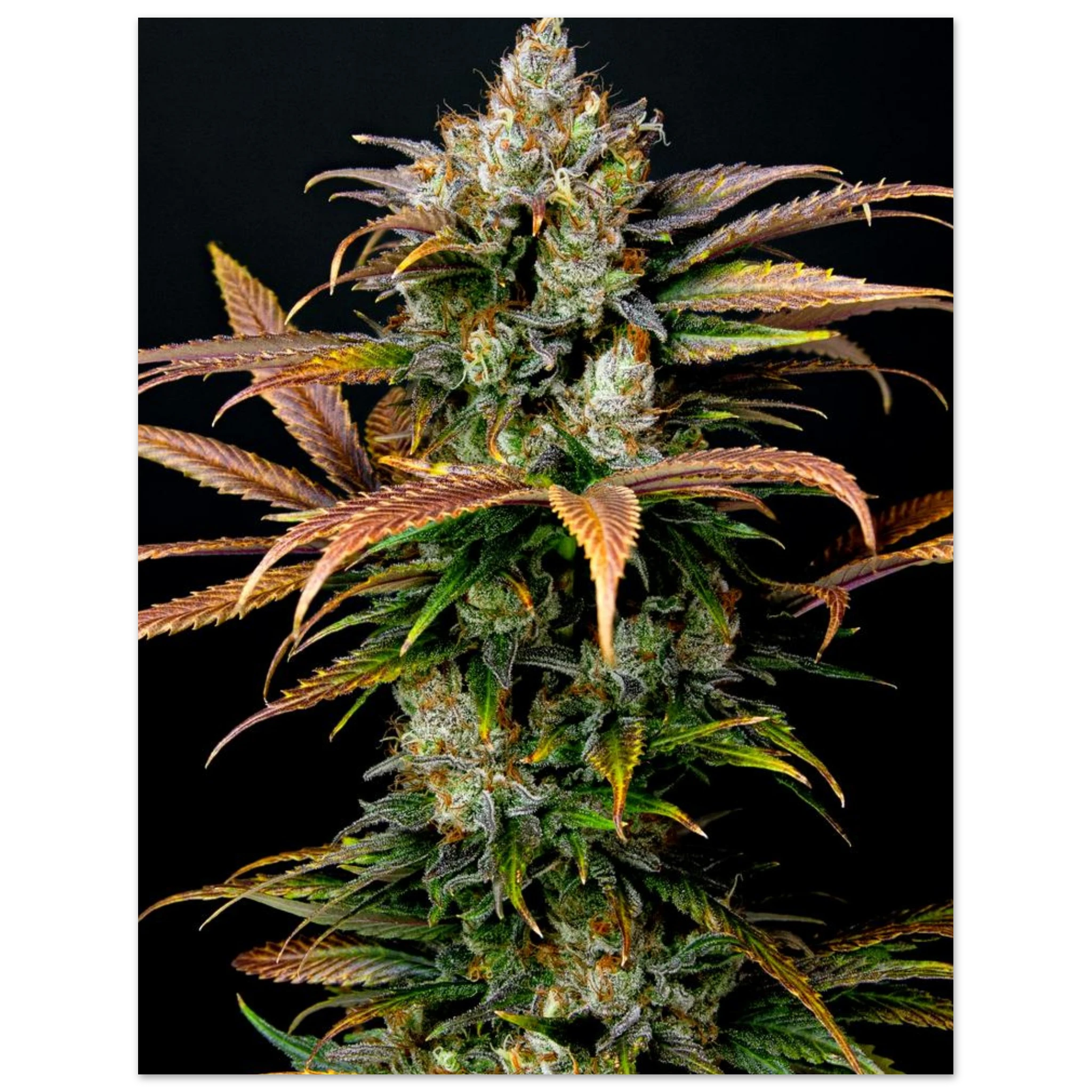 3219d1d0-a654-4487-81e6-bebb0c0e30ac