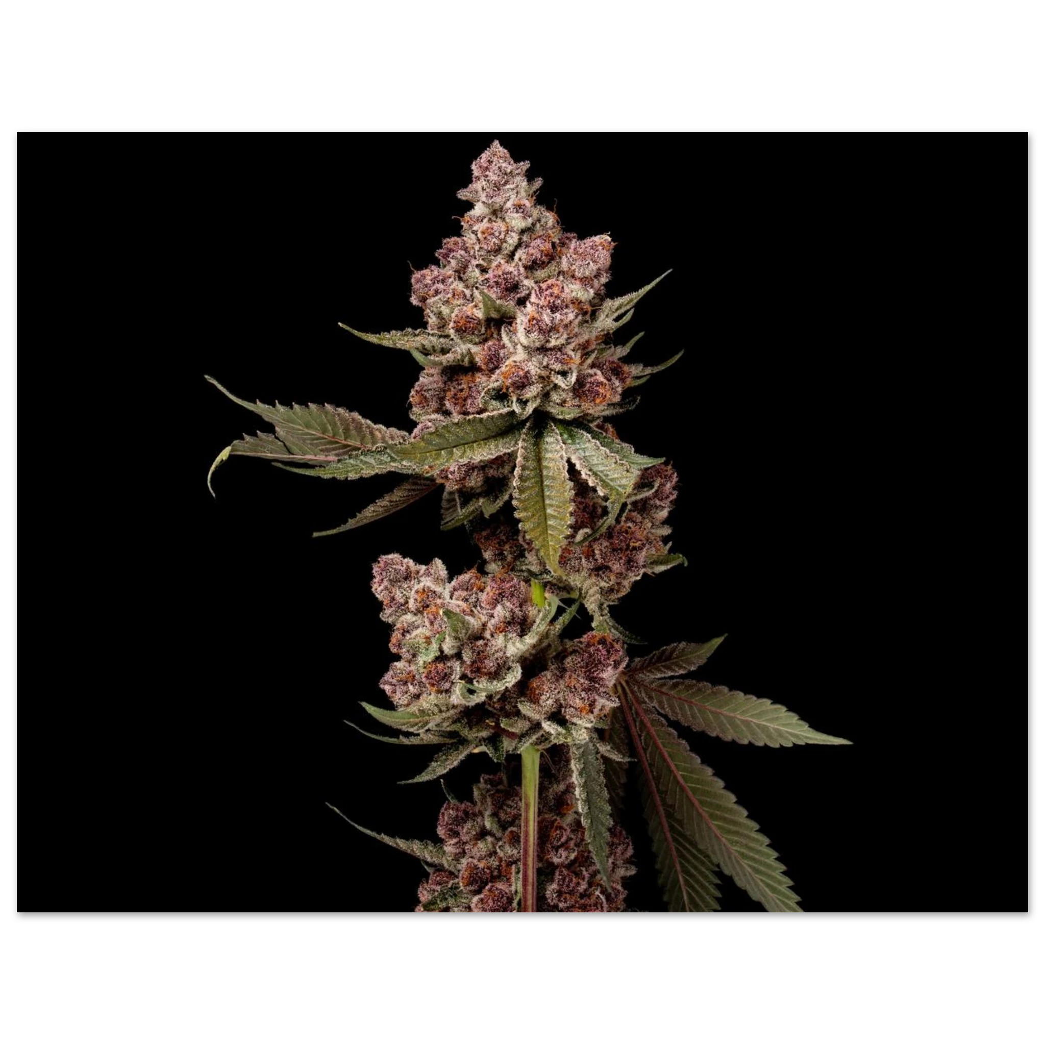 3353f08f-32a2-4aa1-8114-112d6c757709