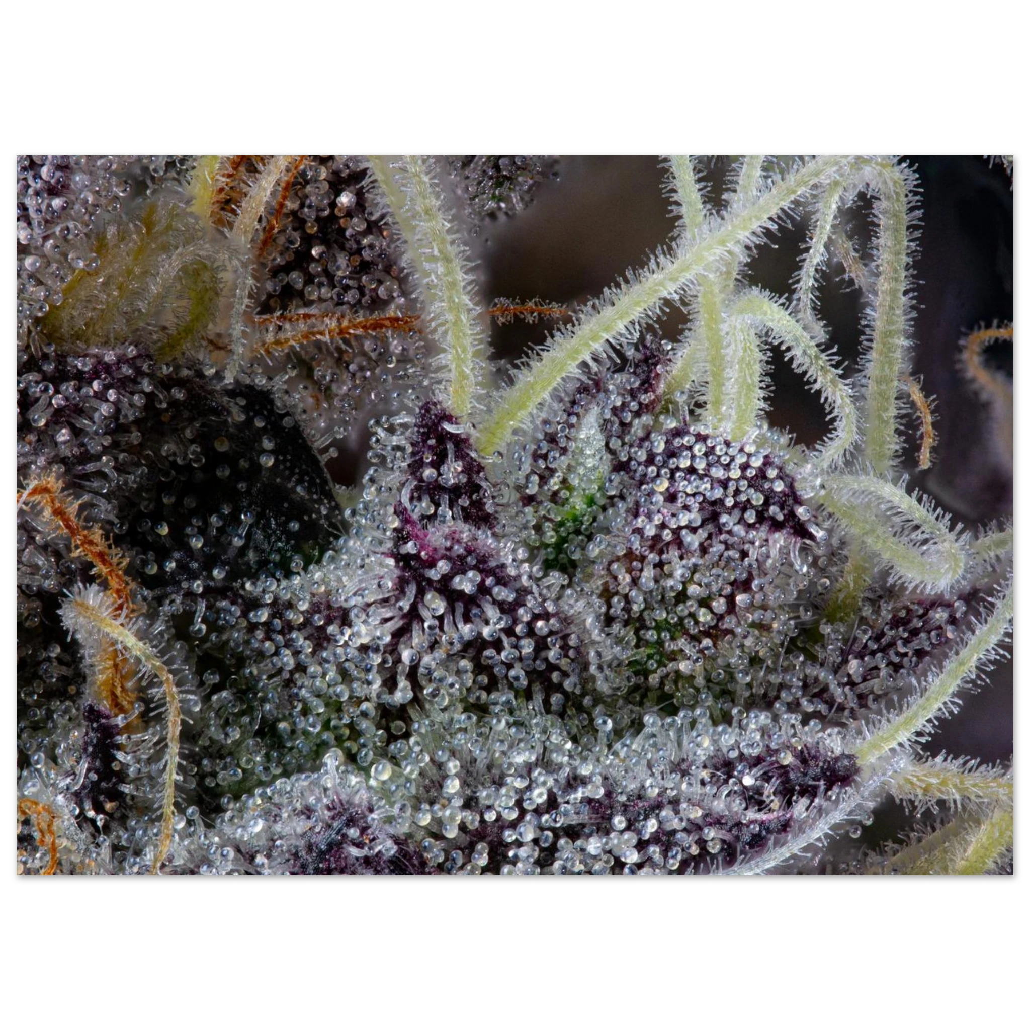 345ca96b-2b0c-4122-9d07-bcb6fe96abd3