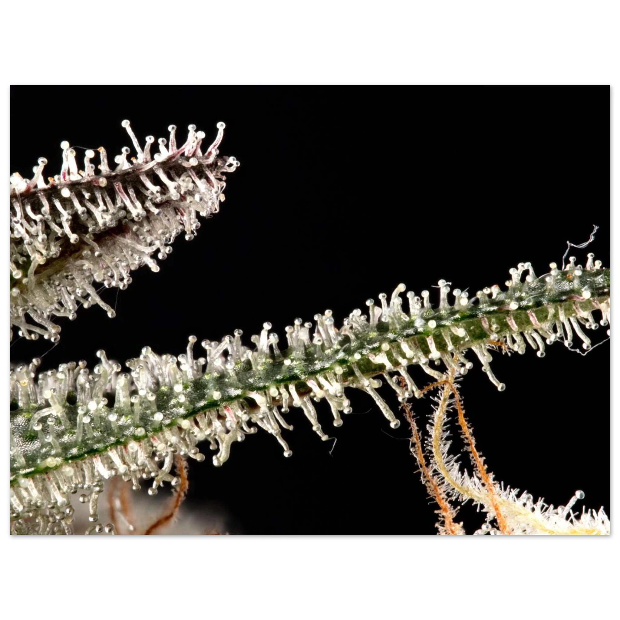 34c7f9a5-ef41-4a0c-ad17-1c2c36c100b7