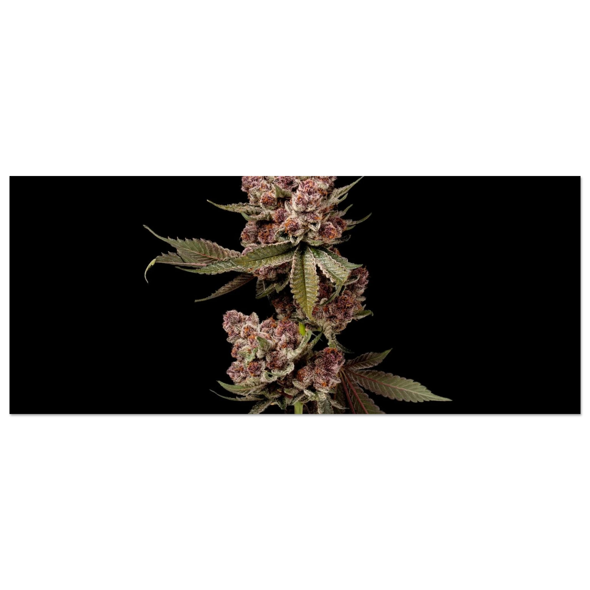 35e63bd5-48d0-464b-bea9-fceeab510177