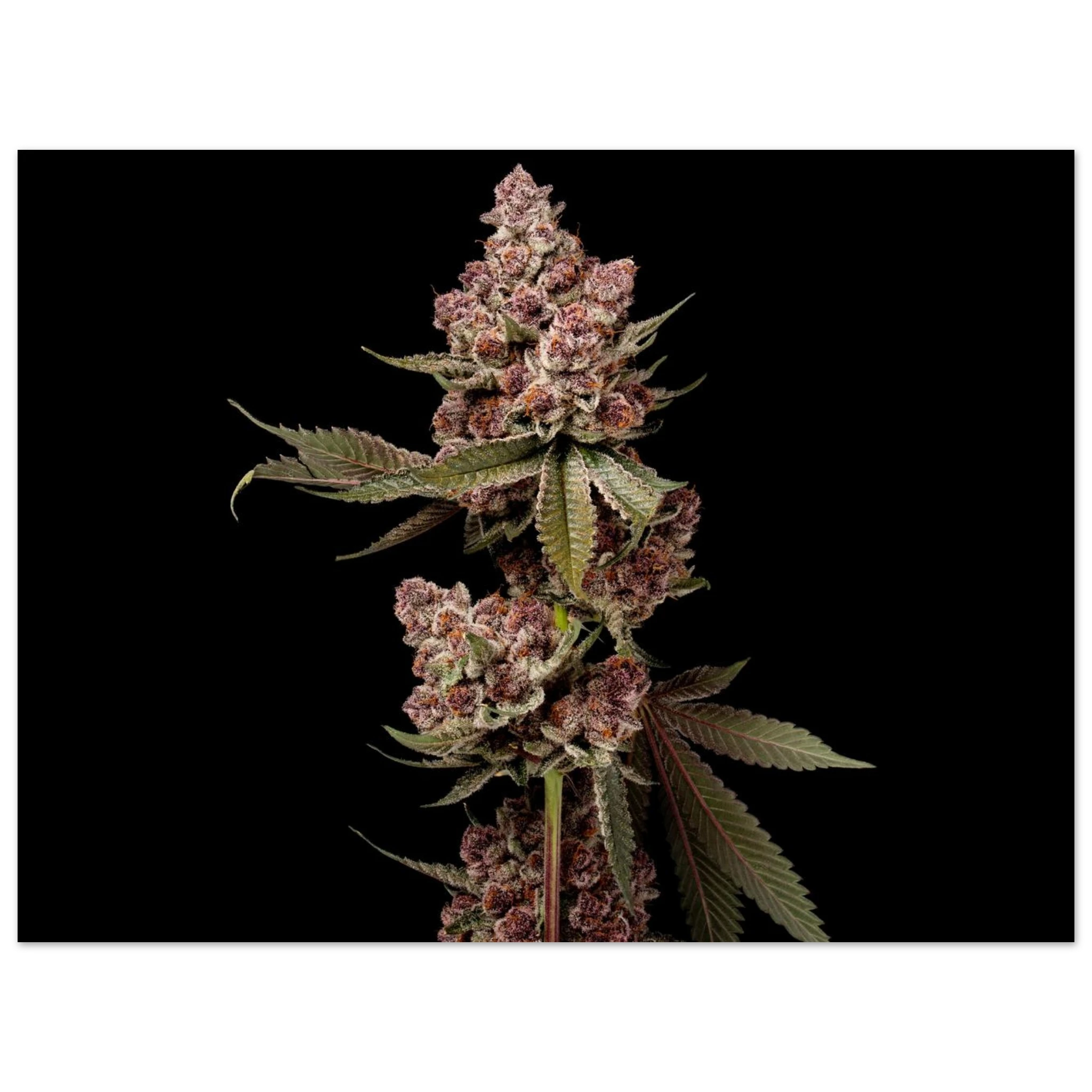 3780c2cf-3dec-4ce2-99fb-83956cc7f22d