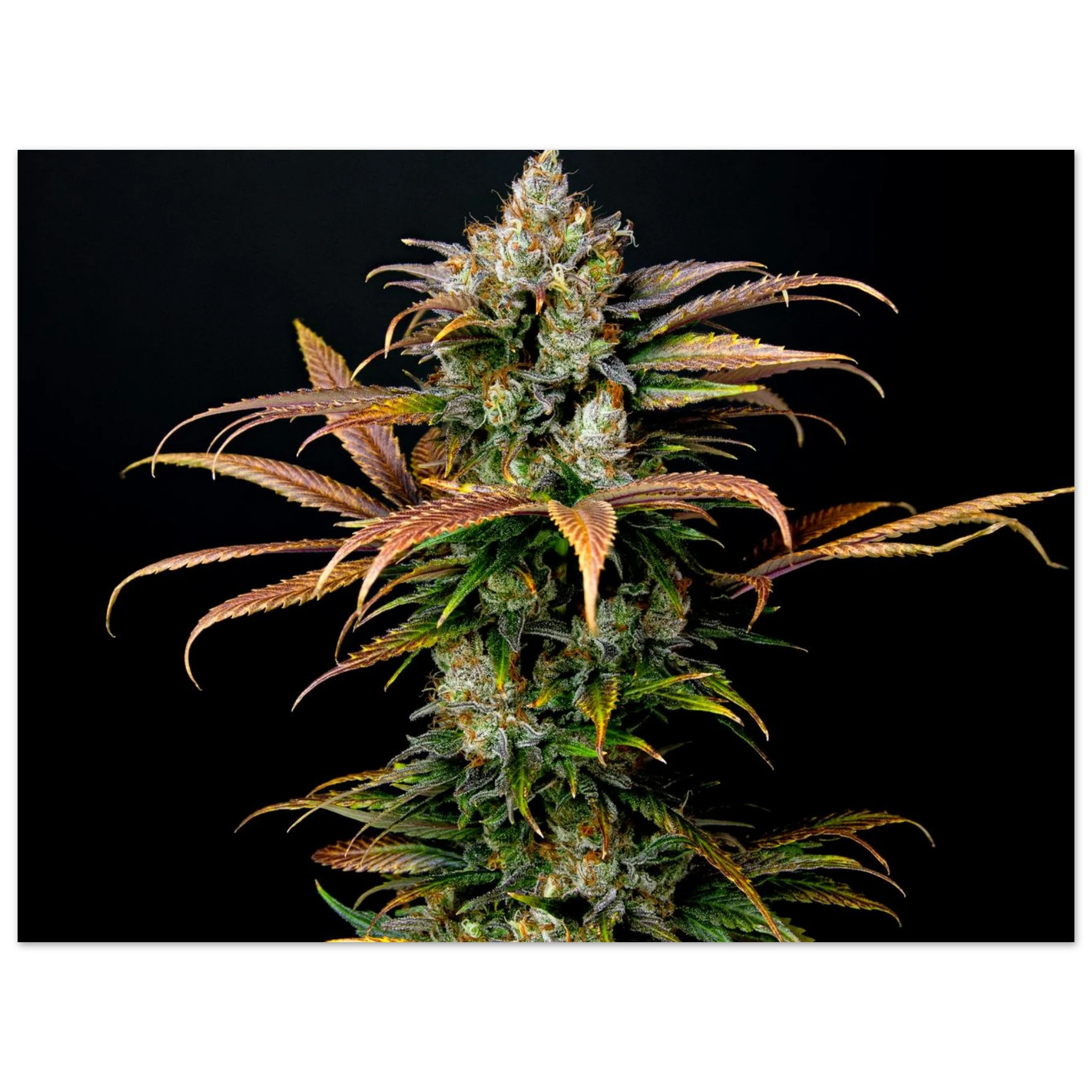 40e8ddd5-8e5e-4a60-9ae3-b3bf0212aaa9