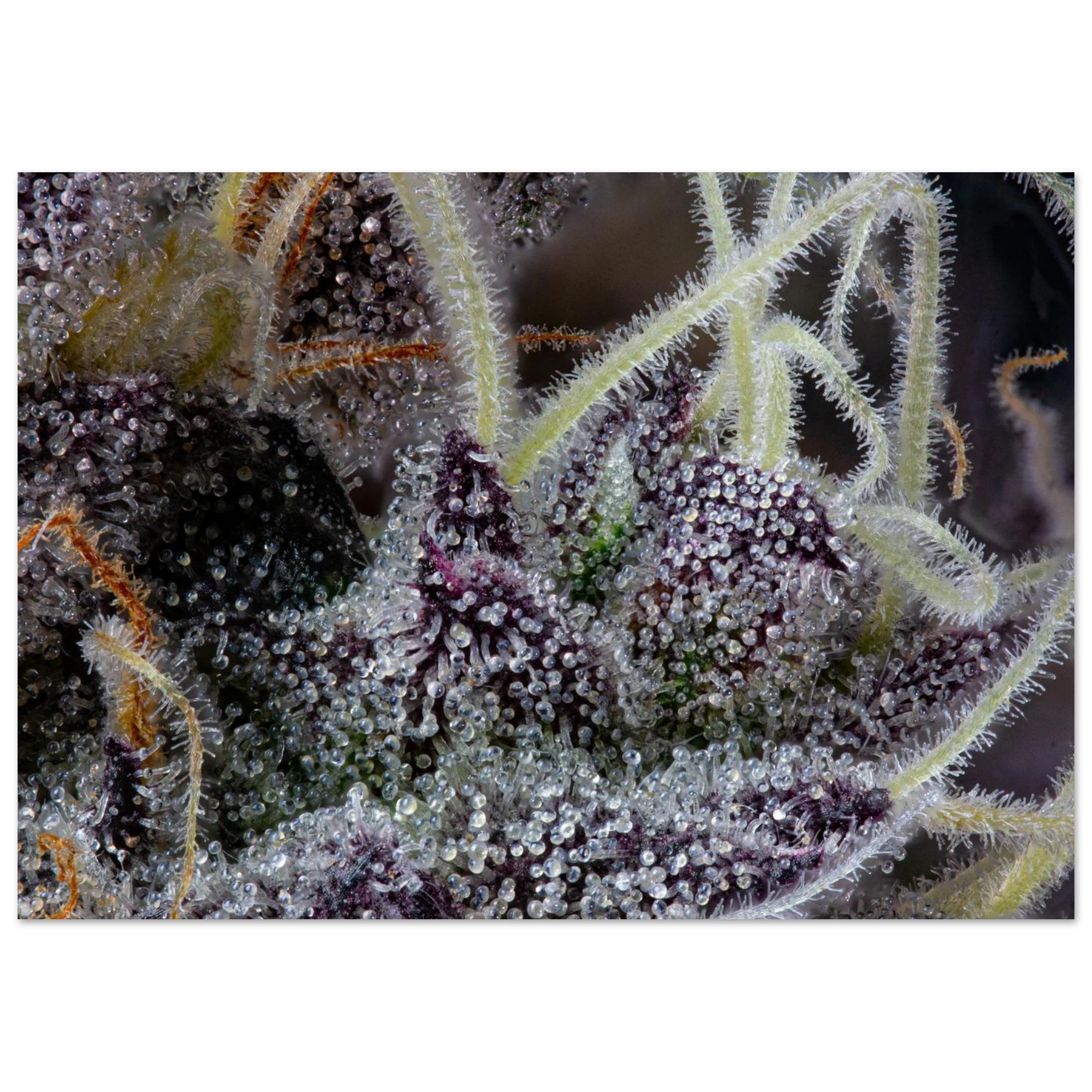 430bc6dd-3b5b-497a-a5f8-2631a8f39ff1