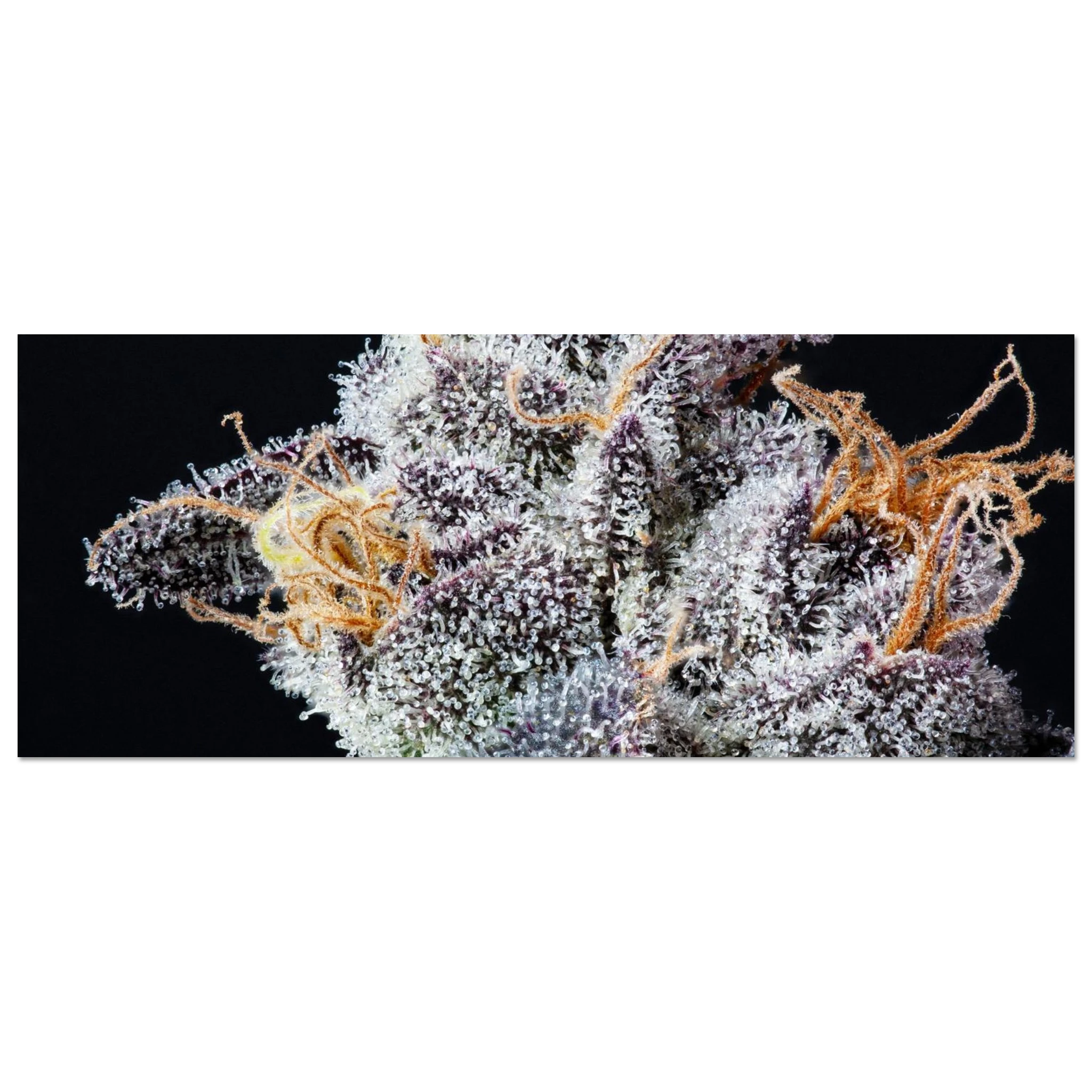 43344912-46f3-4432-9716-e674fc8d1250