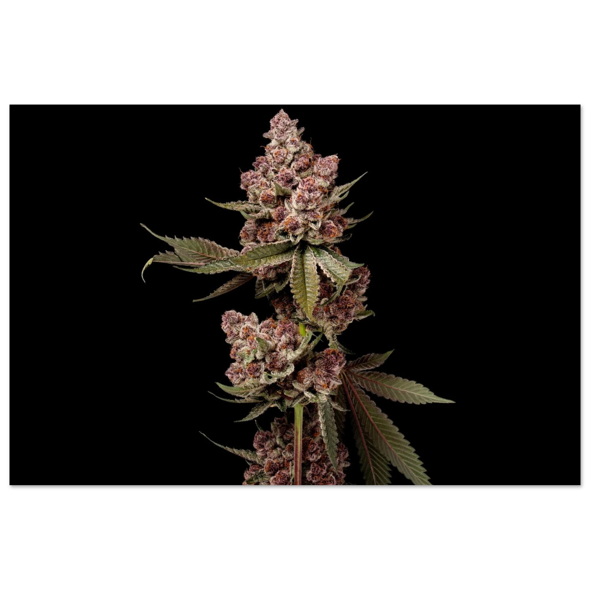 45cd85a0-fe0c-4a08-8bf0-25dcdb452ca4