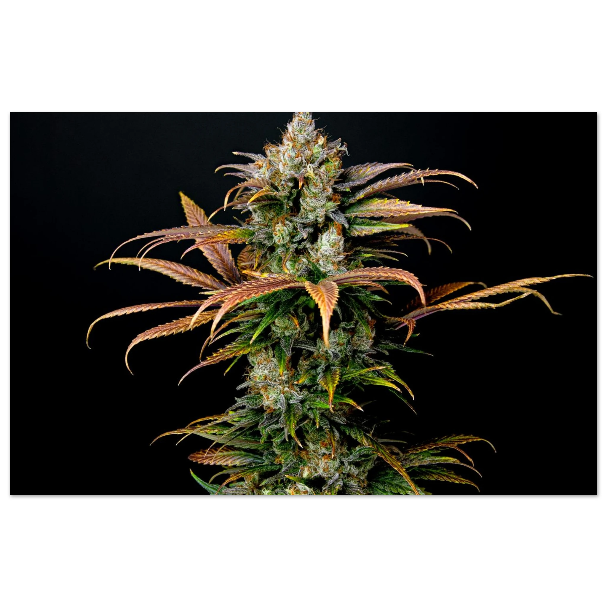 4713baa1-f965-425e-bbce-c429a1f98883