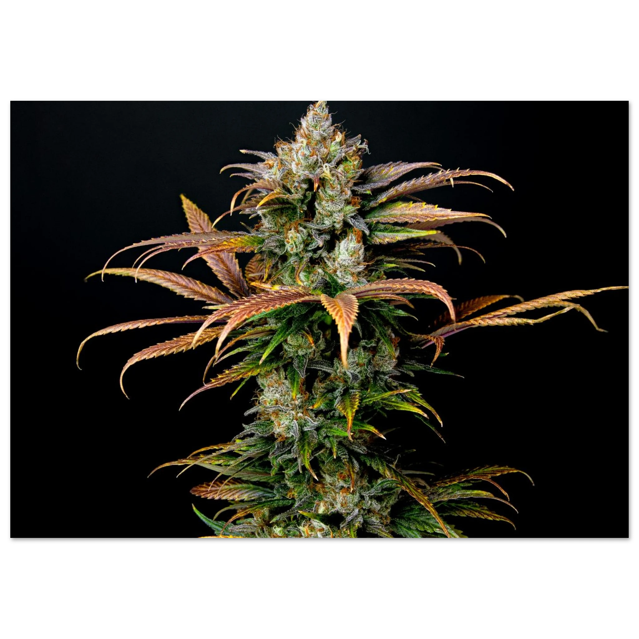 47c5dd2e-5ca3-4ba1-8e9c-48adf06b1c23