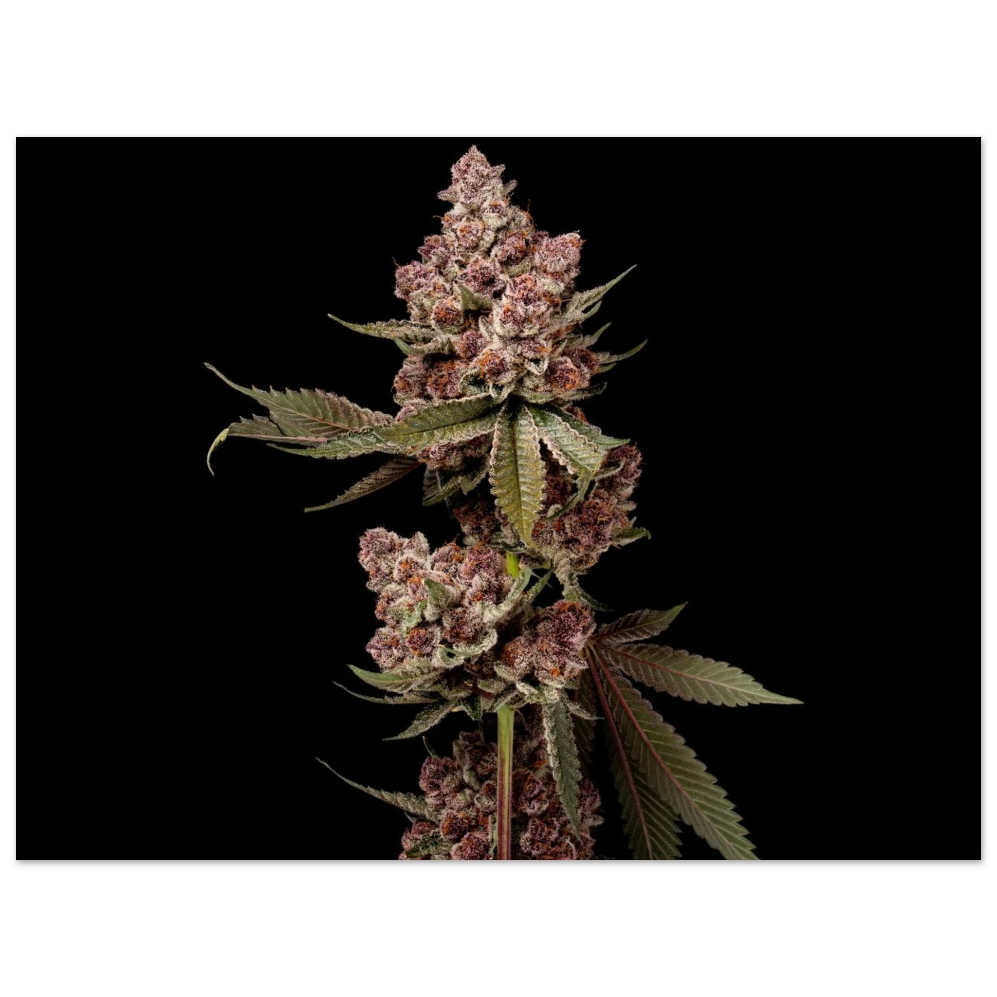 49ce5767-537c-4fad-9411-fa9c637b6d88