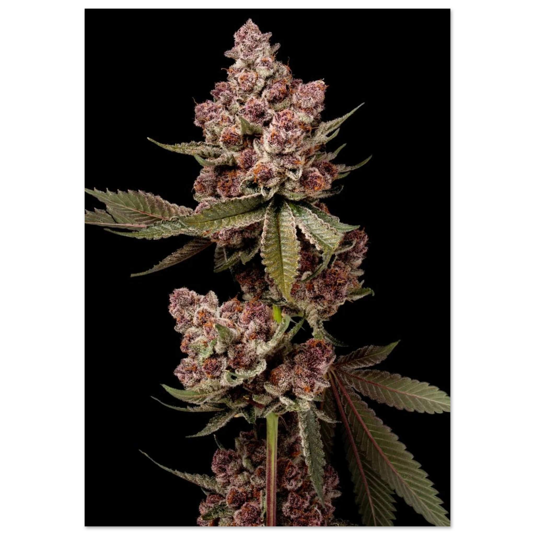 51f41272-4520-4aba-9260-d53d8c9e1b95