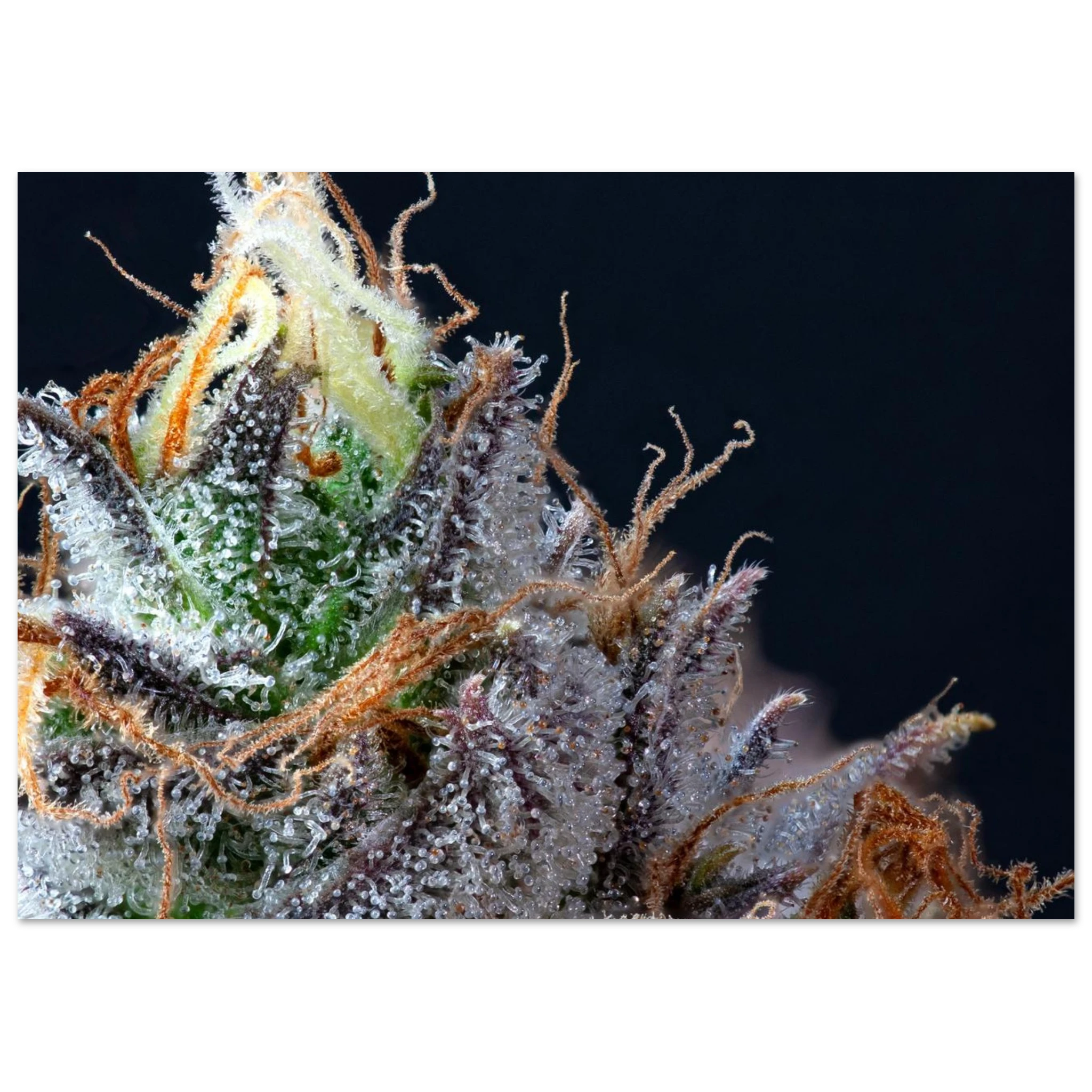 5242db28-21a4-4271-90b7-d10952e2b474