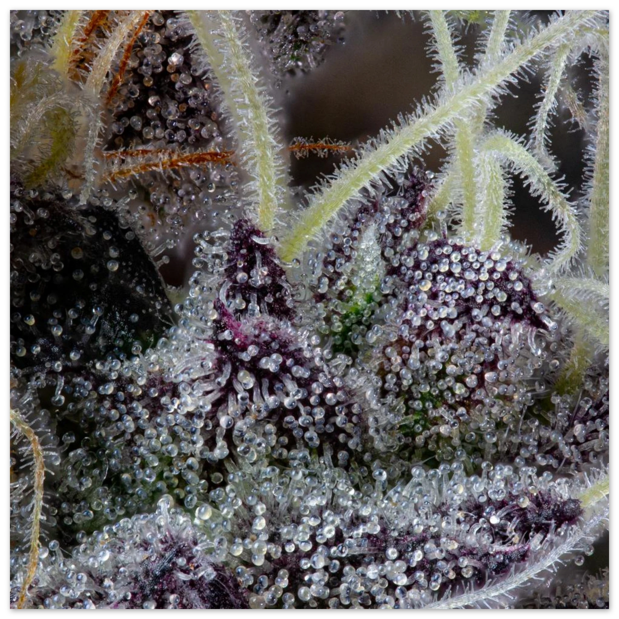 52787a28-f5b3-4294-9544-a71a4f87403b