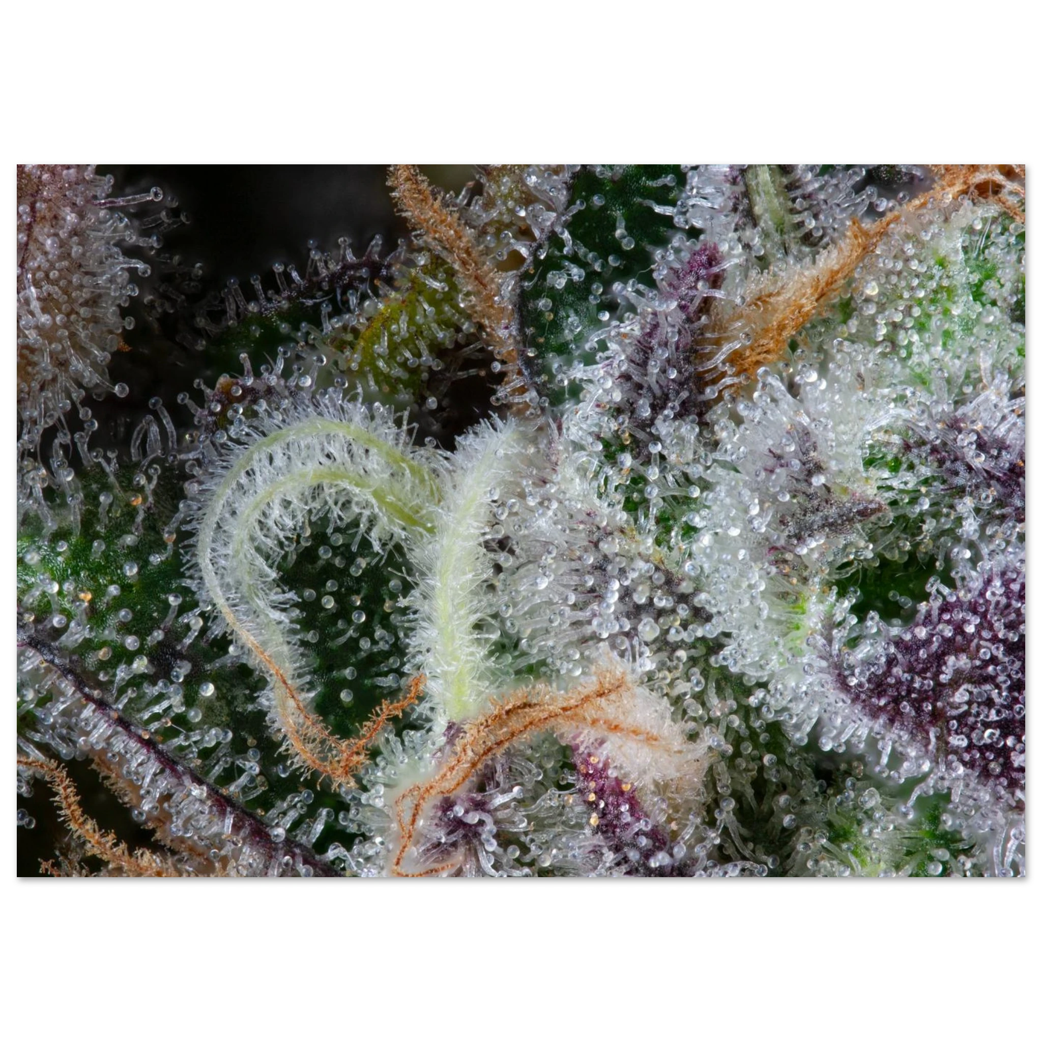 531fcc2e-c0e7-47a4-9dc8-f62e6e2fca89