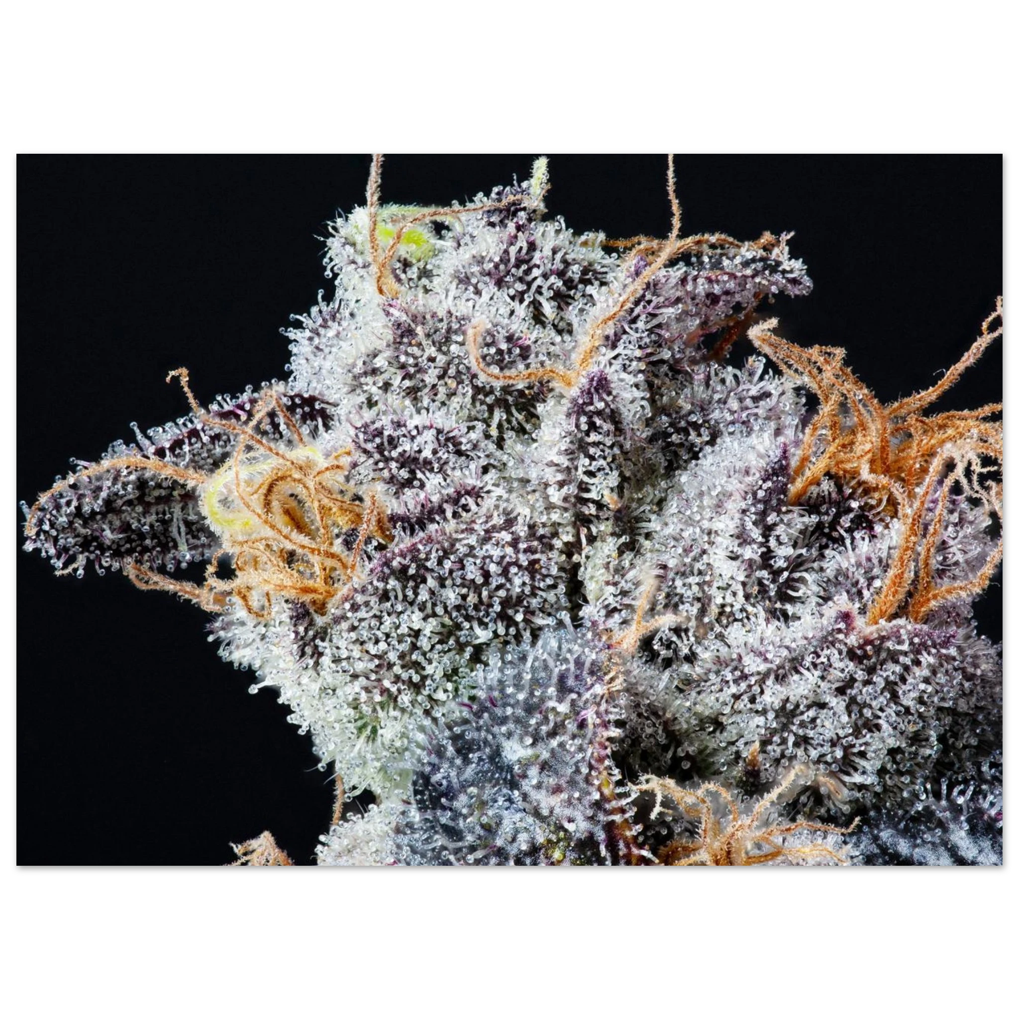 5a2ca9c3-7416-458e-a7ec-8cc82ce3f444