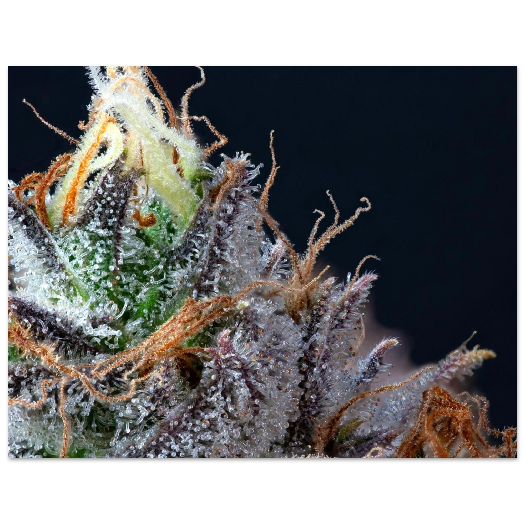 5b162319-79b5-4e17-a42c-0ae572553b3e