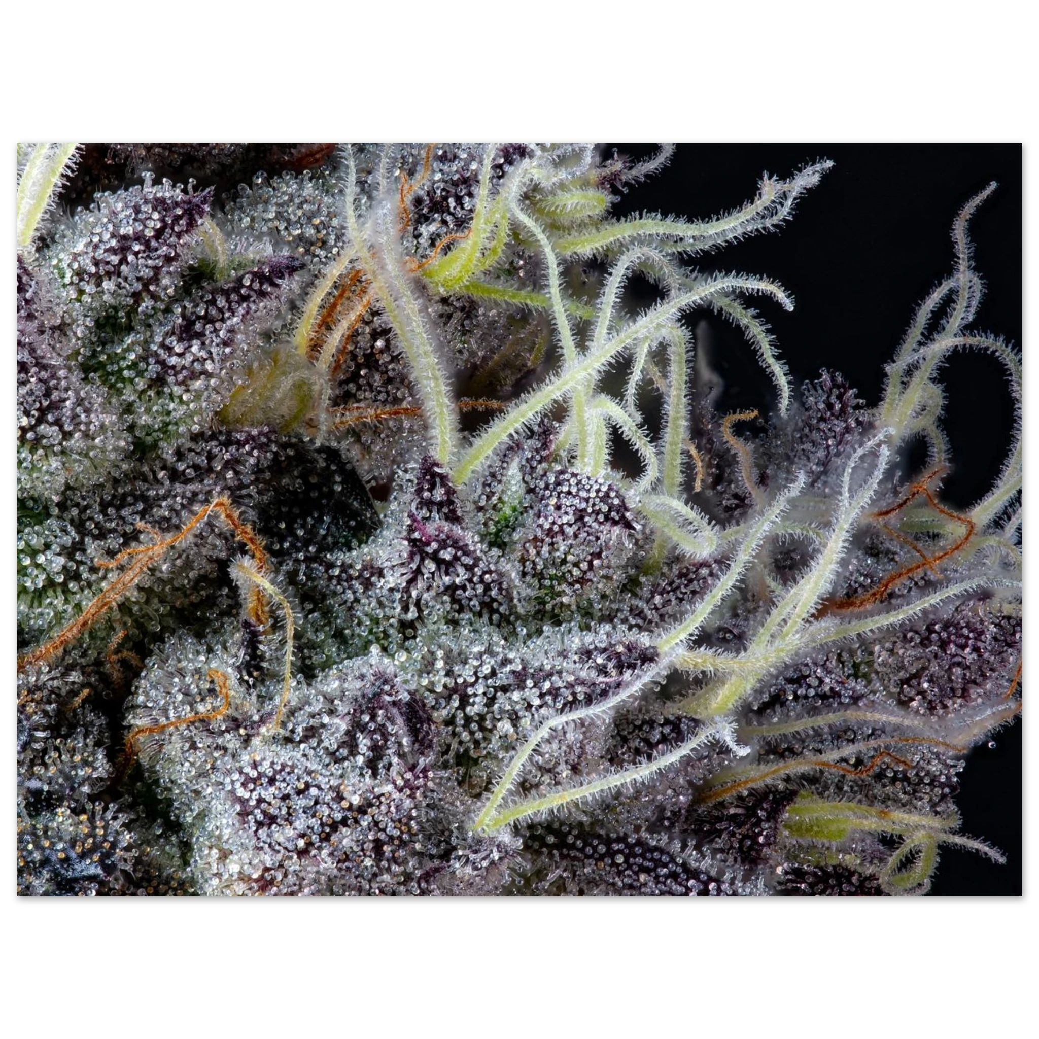 5c8e3870-12f6-44e2-90f8-c35523c38a8f