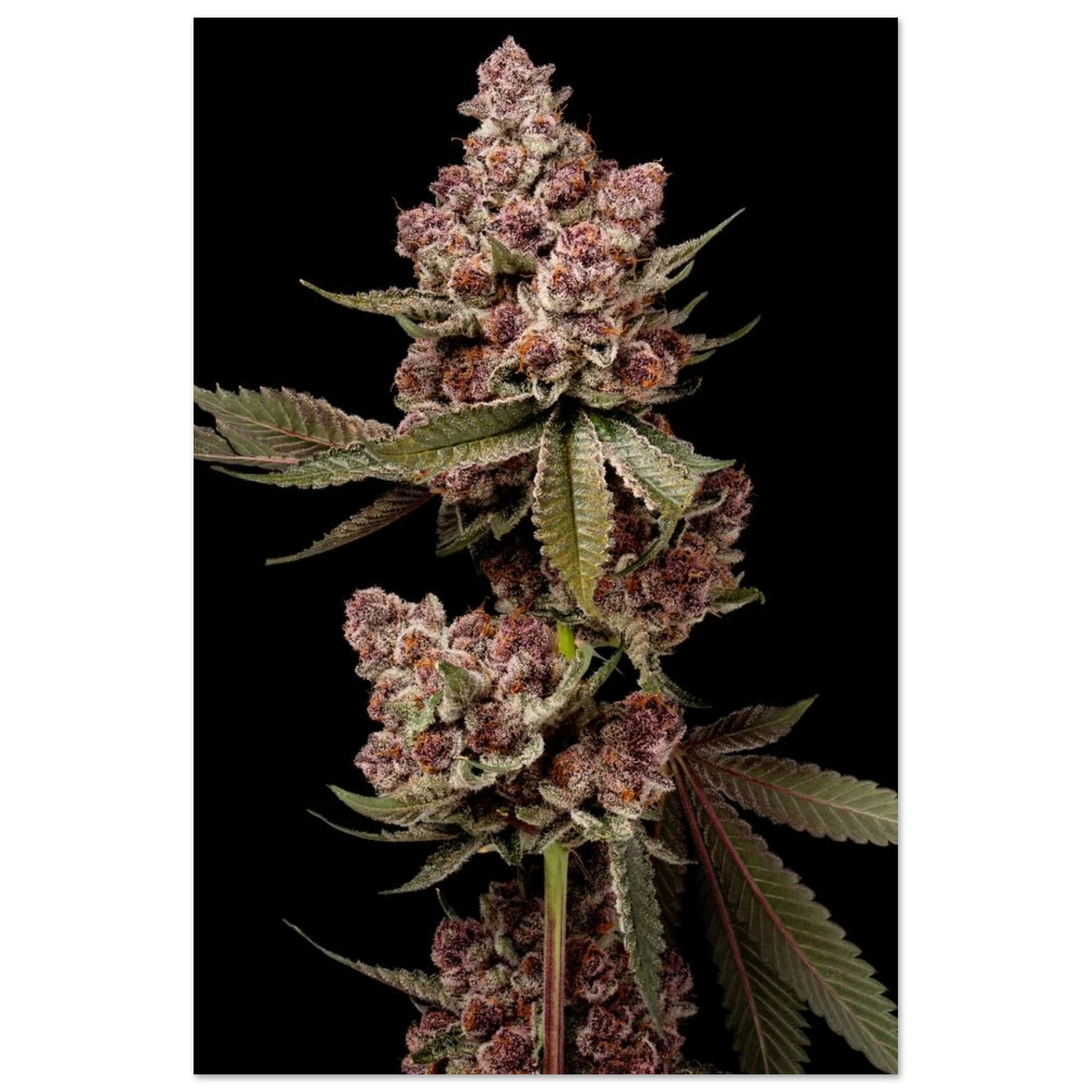 5e7cdc16-004d-4bbf-8610-3962949a785e