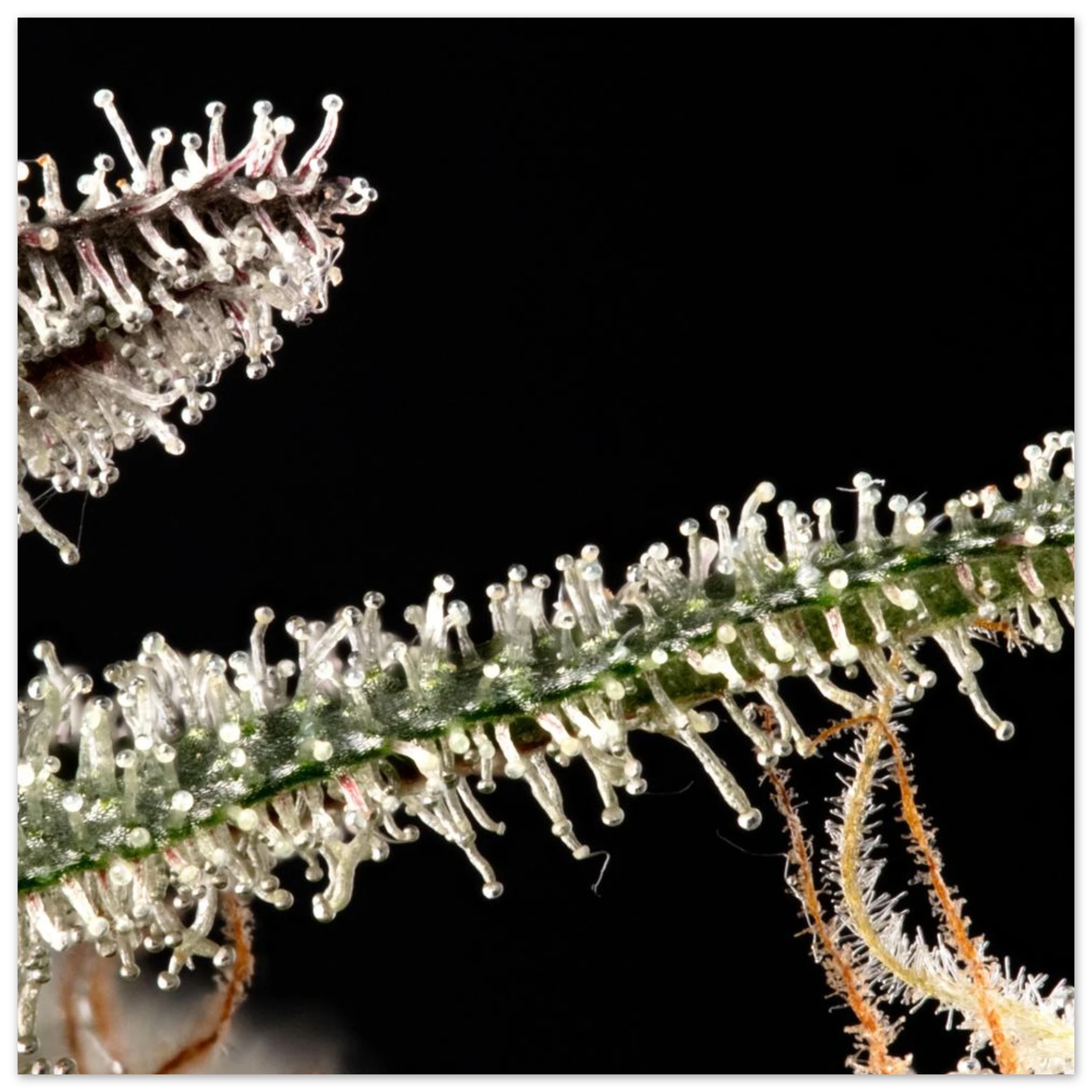 600142ad-7142-4e2f-8ca0-124f2409fbcd